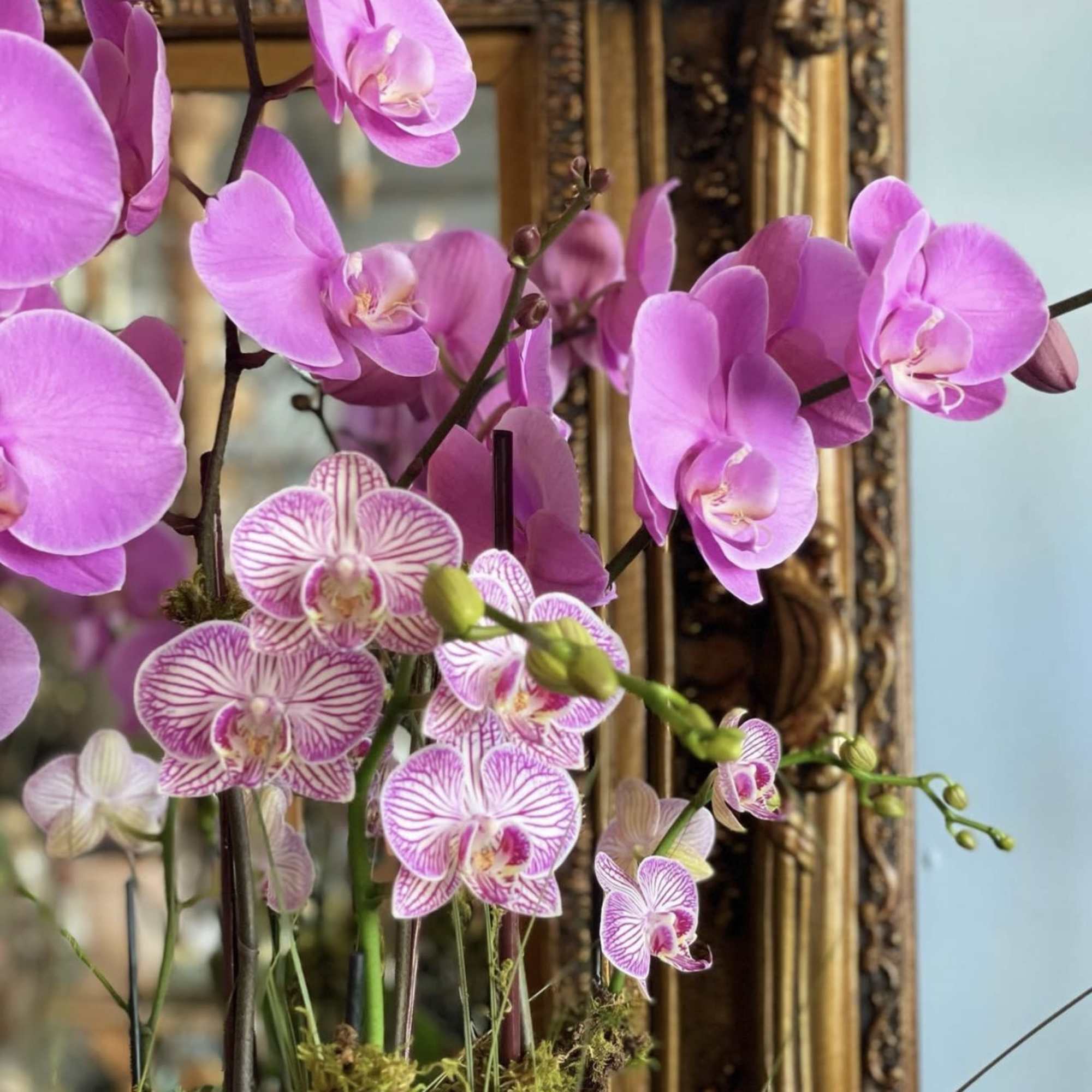 Elegant ceramic pot filled with beautiful violet and lavender phalaenopsis orchids decorated, photo 2 of 2