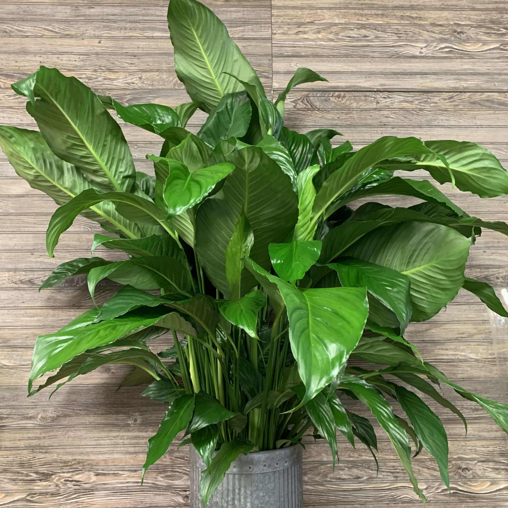 Large green potted plant in a metal container