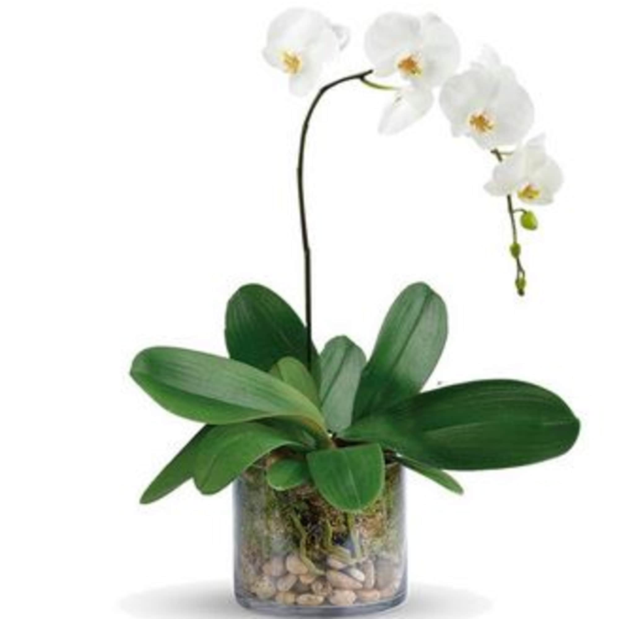 The White Phalaenopsis Orchid blooms with exquisite white flowers to create a, photo 2 of 3