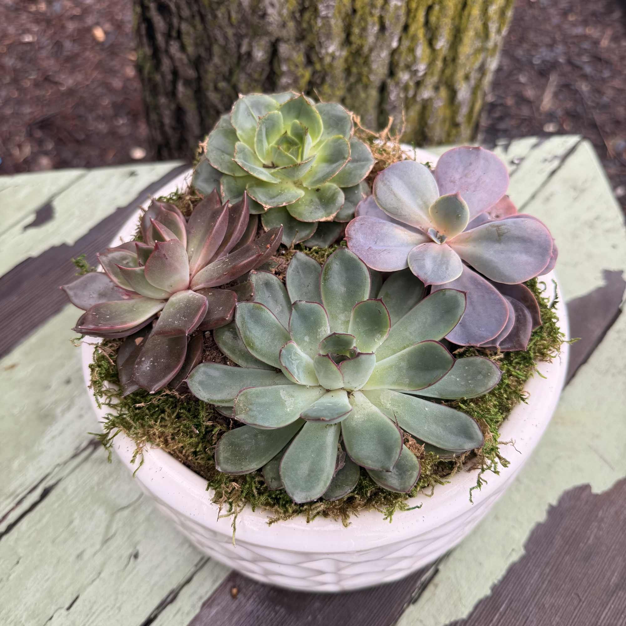 Potted succulent arrangement in a white bowl planter