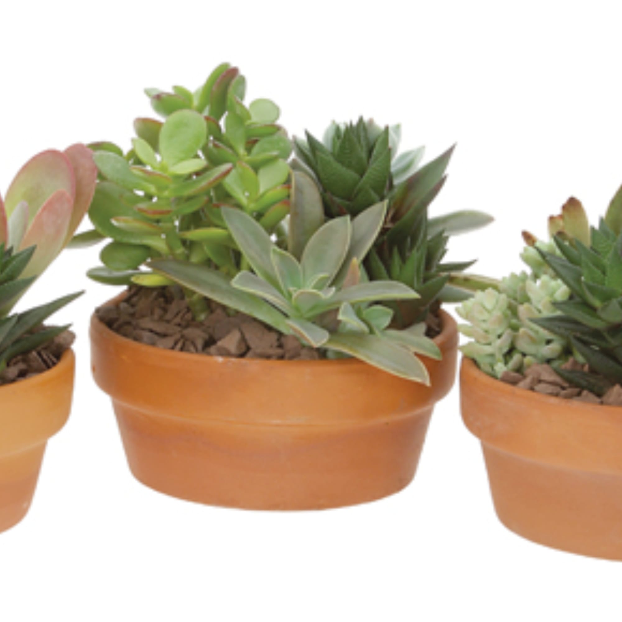 Three potted succulent arrangements in shallow terracotta pots