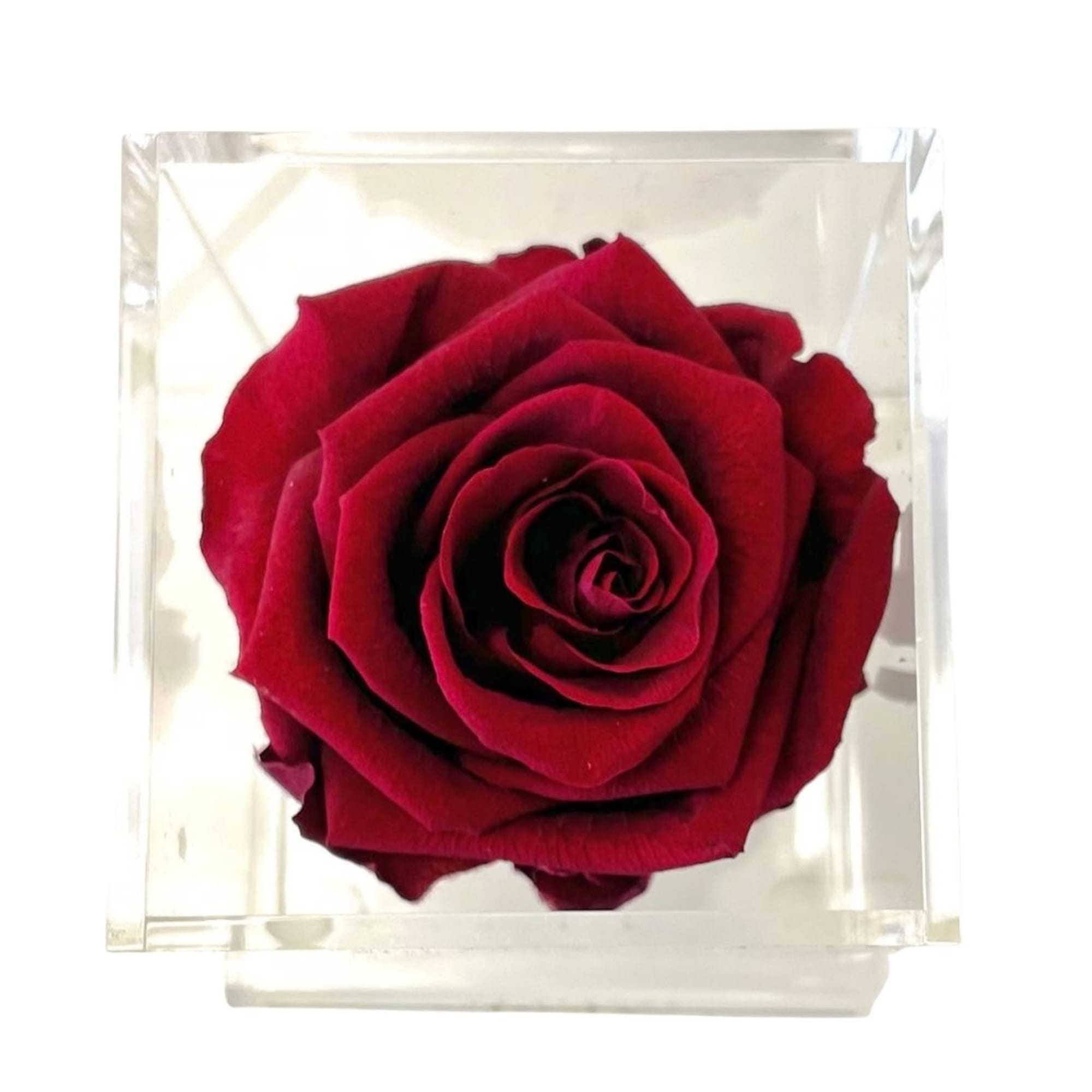 Single red rose in a clear square box
