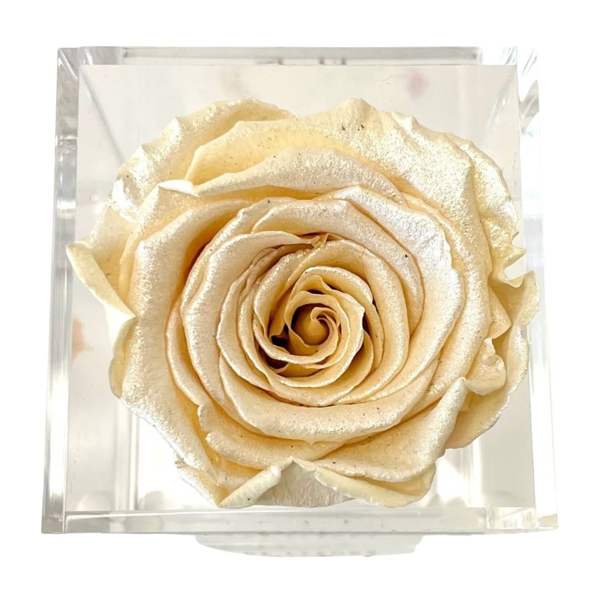 Single cream rose in a clear square vase