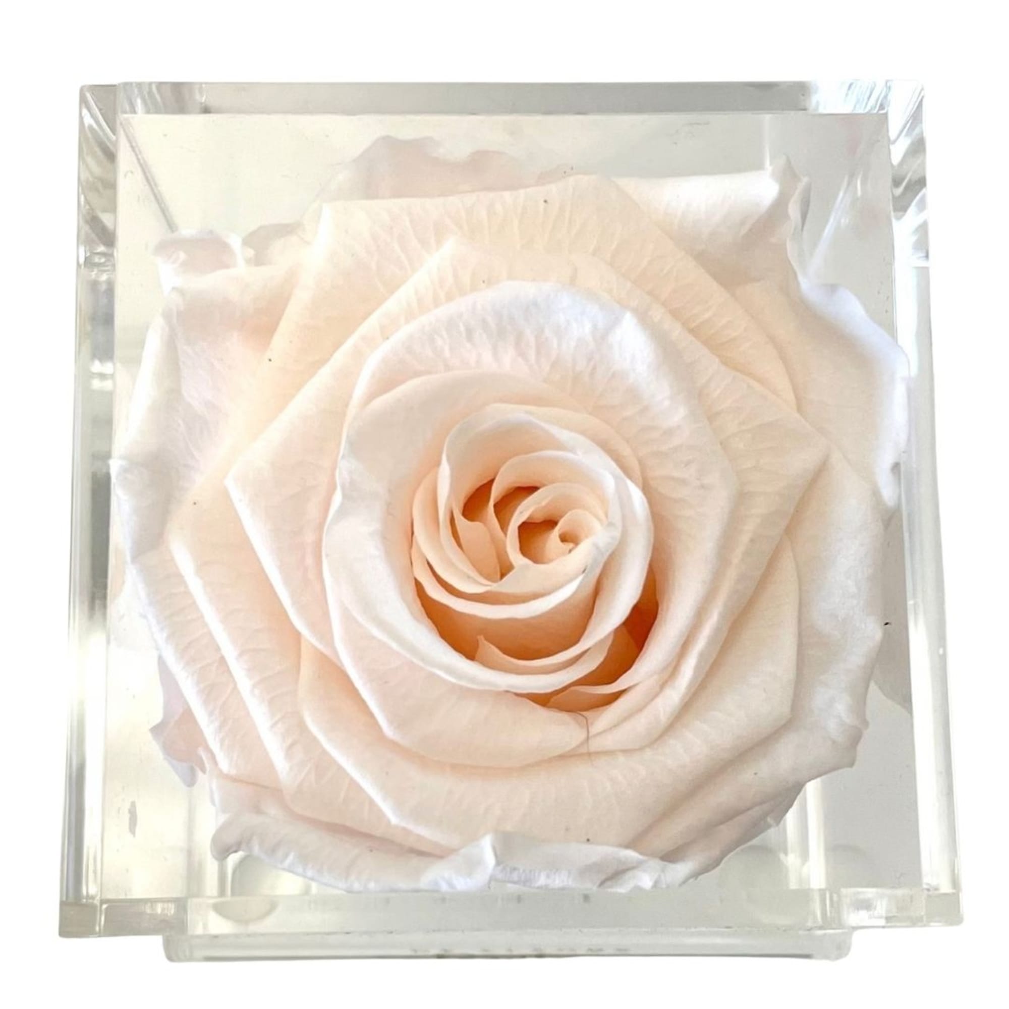 Single pale blush rose in a clear square box
