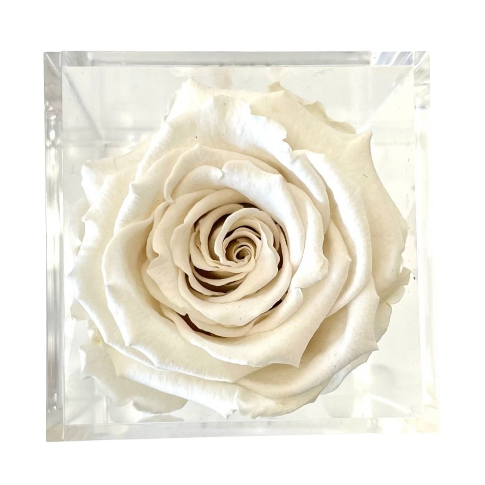 Single white rose in a clear square box