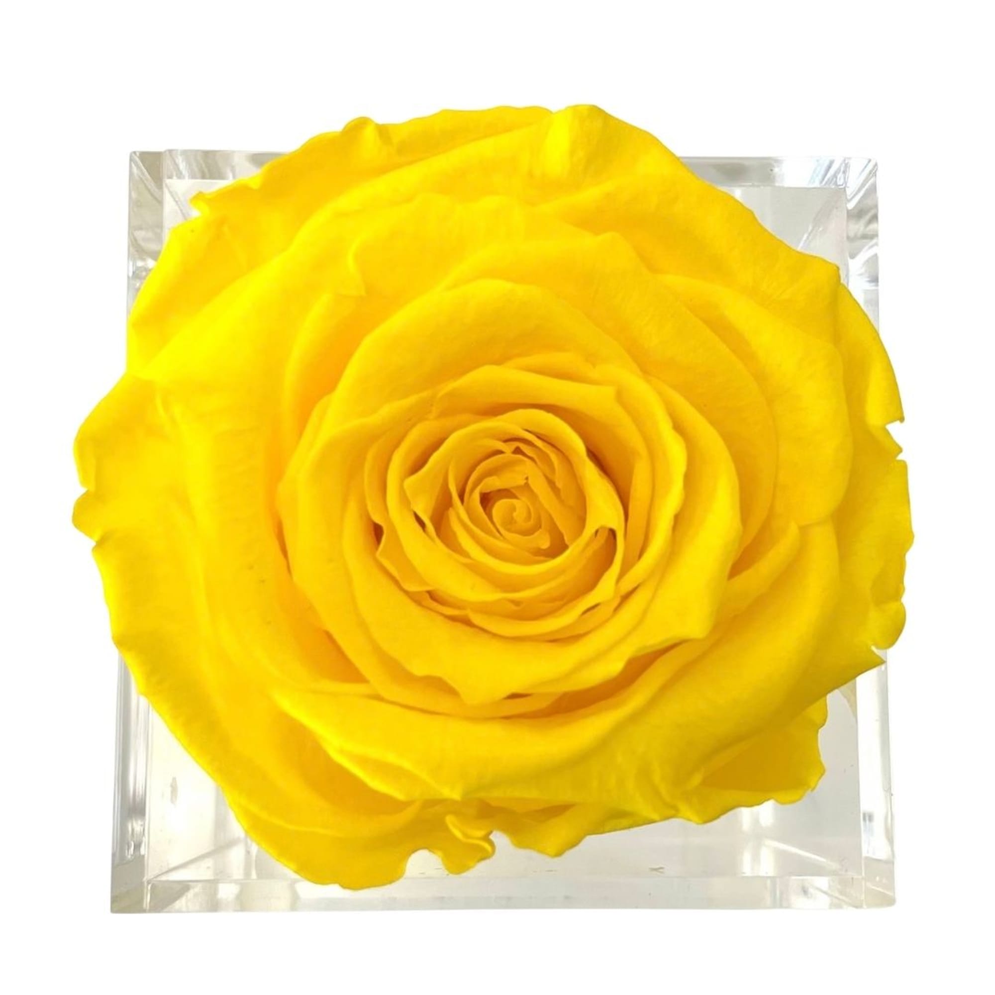 Single yellow rose in a clear square box, photo 2 of 2
