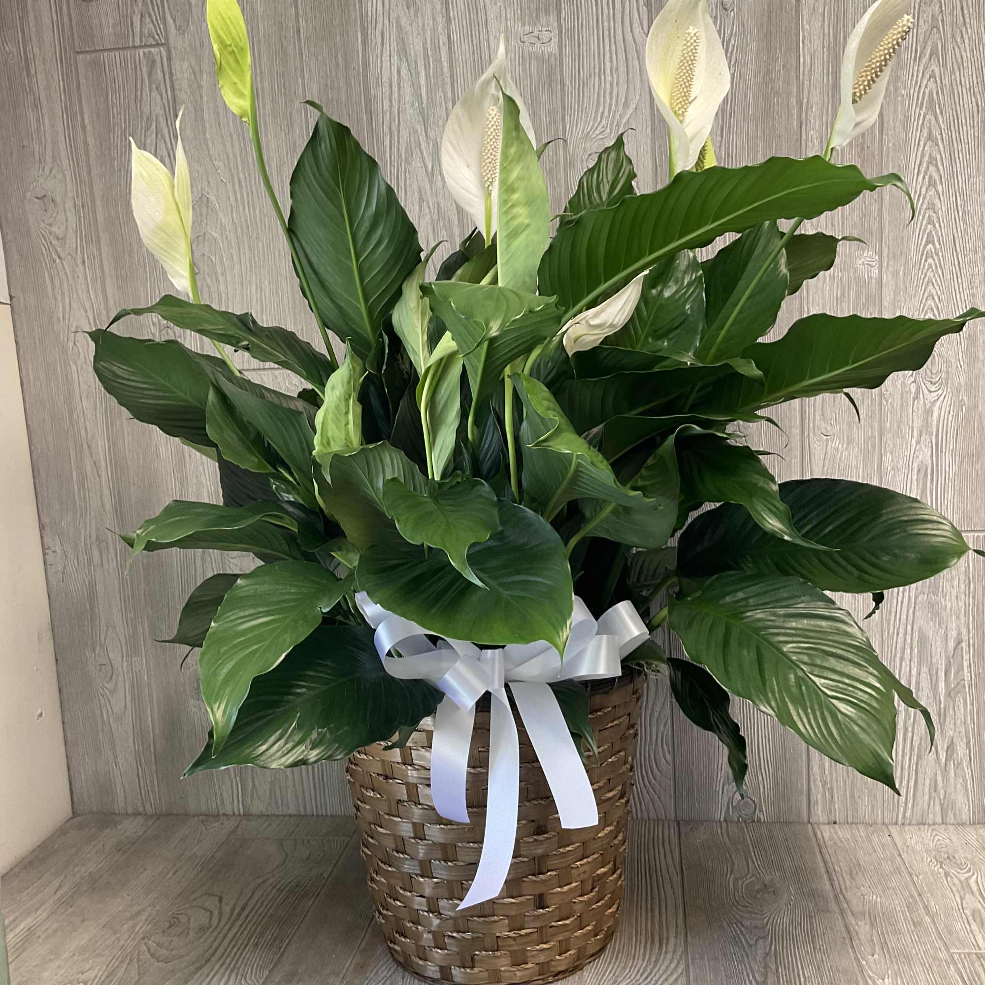 Large peace lily plant with white blooms in a woven basket with white ribbon.