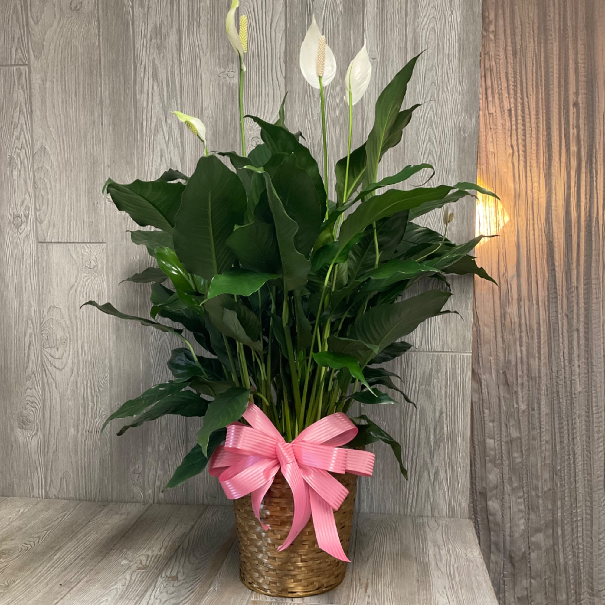 Potted peace lily with white blooms and a pink ribbon in a woven basket