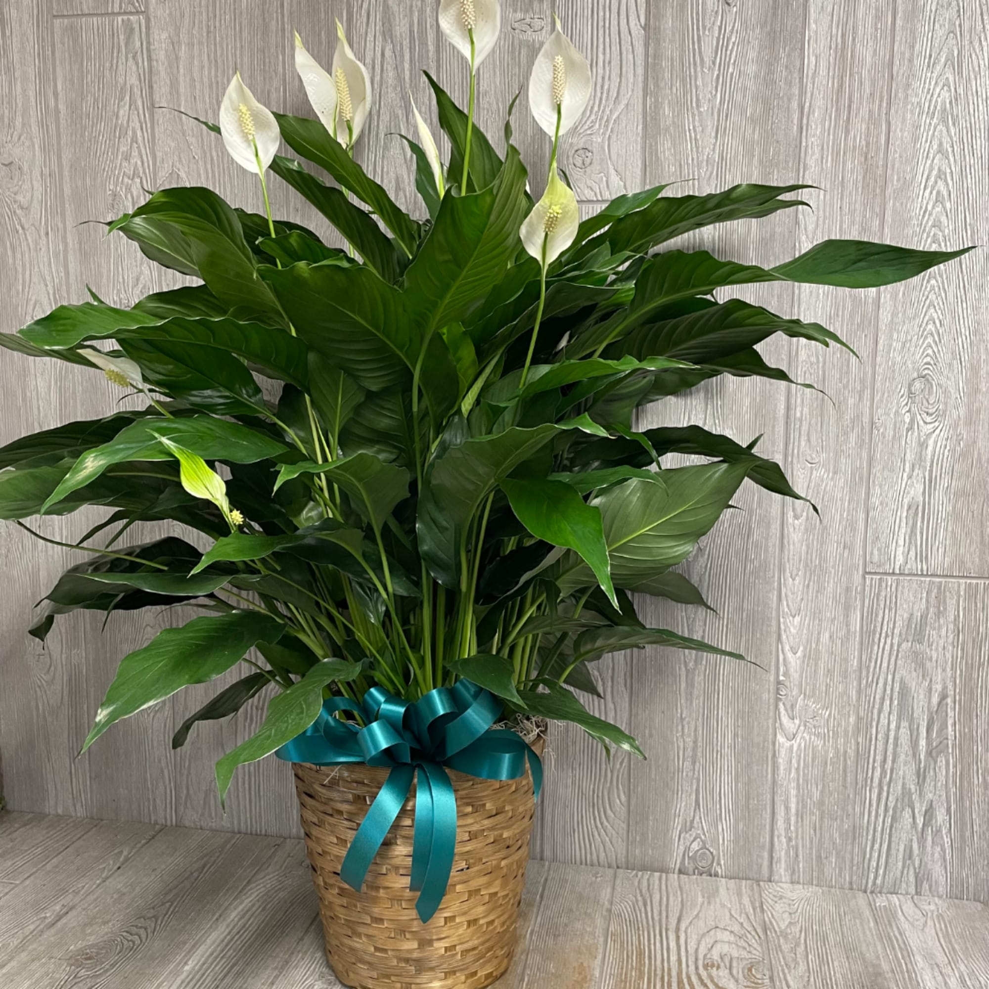 Potted peace lily with white blooms in a woven basket and teal ribbon
