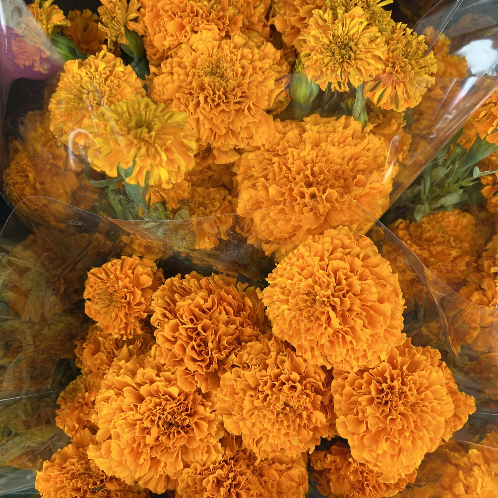 Bundle of orange marigold flowers wrapped in clear plastic