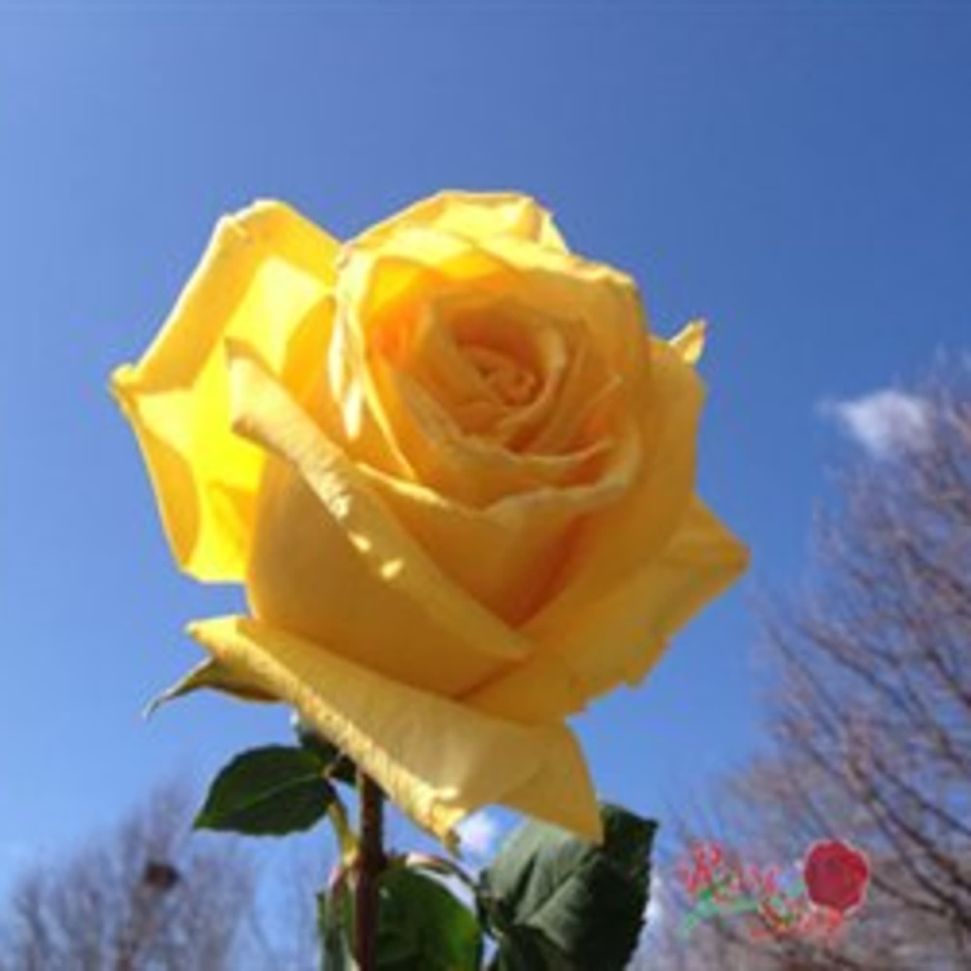 Yellow or Bicolor Yellow-Red roses bring a splash of sunshine to any