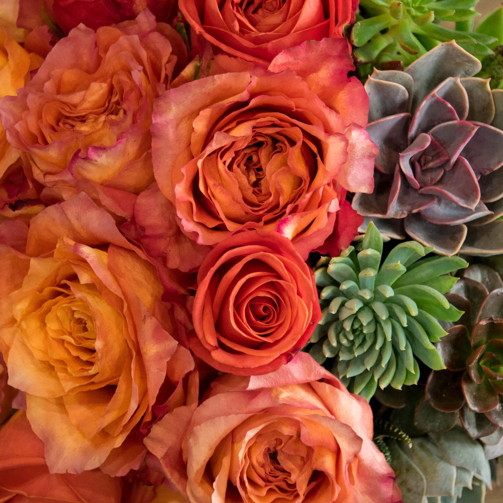 Bouquet of orange roses and assorted succulents