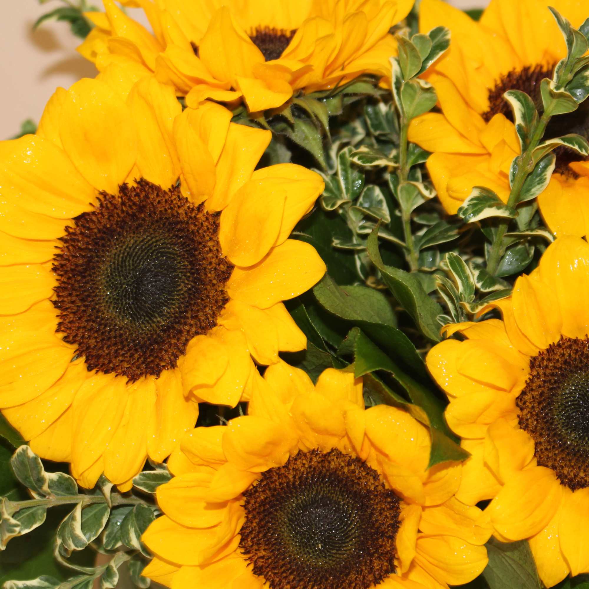 Bouquet of bright yellow sunflowers with variegated greenery