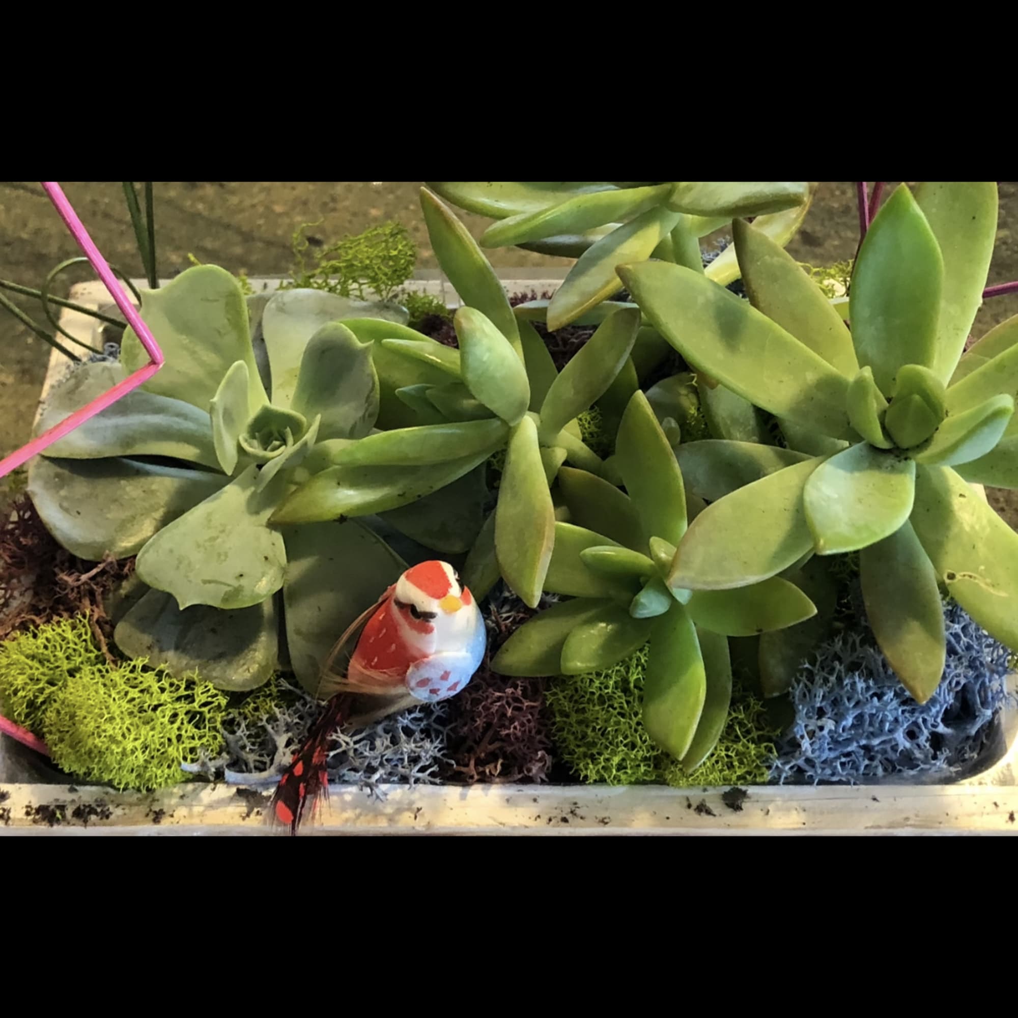 Succulent arrangement in a shallow rectangular planter with a small bird figurine