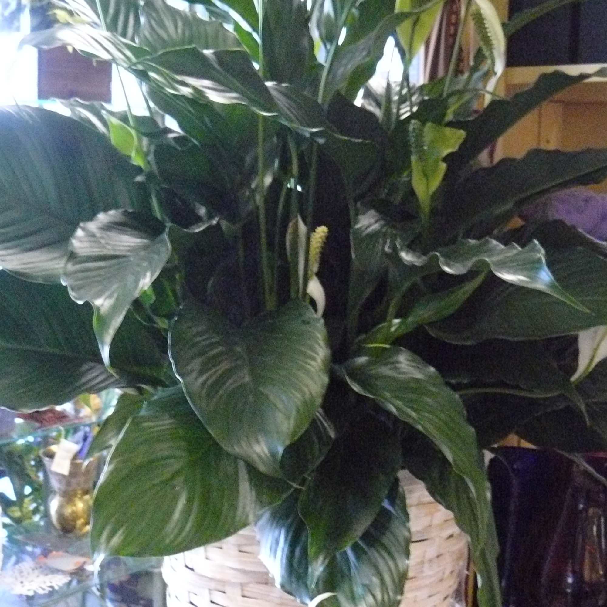Large leafy plant arrangement in a woven basket with white blooms