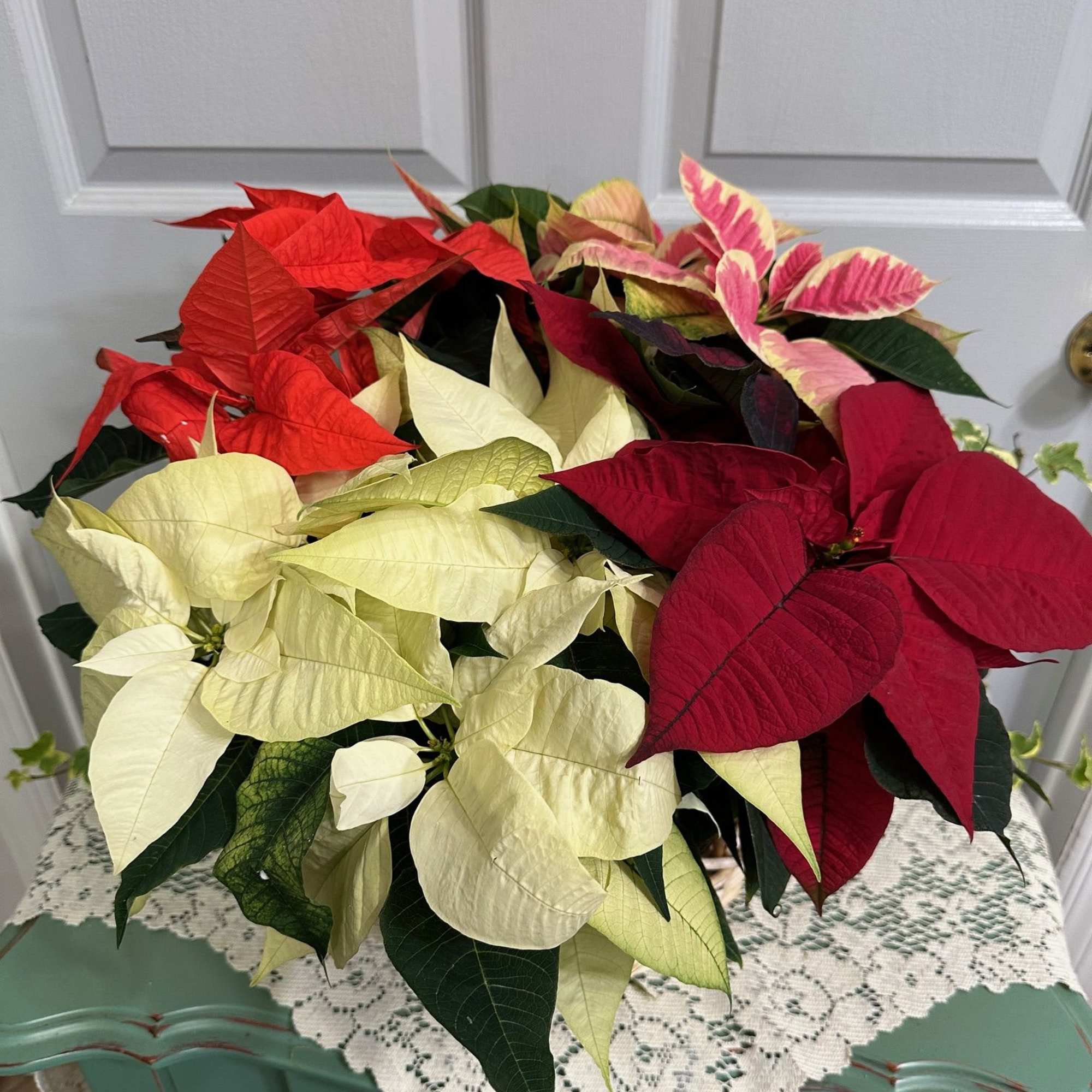 Arrangement of red, white, and pink poinsettias in a container