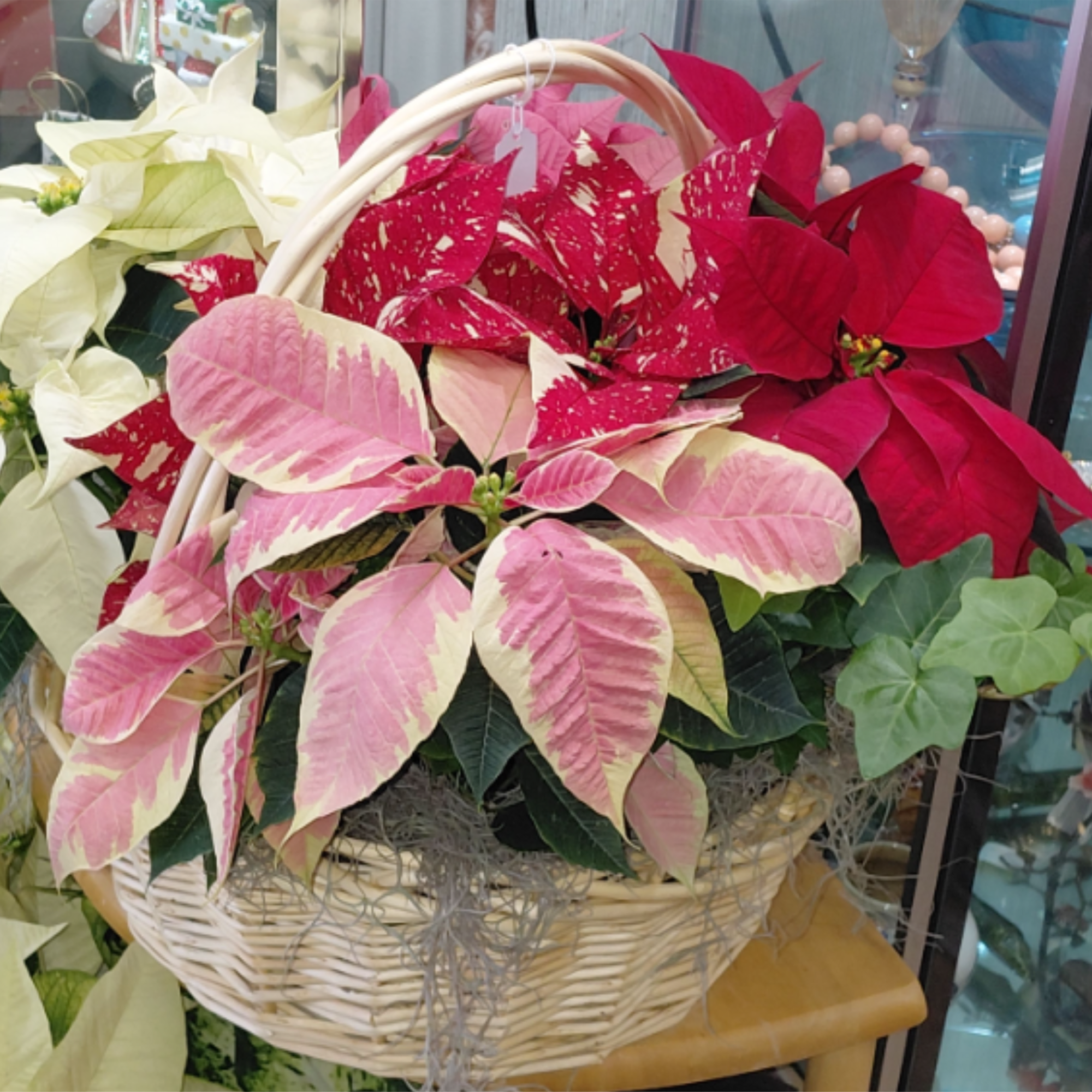 Basket of pink and red poinsettias with a white handle