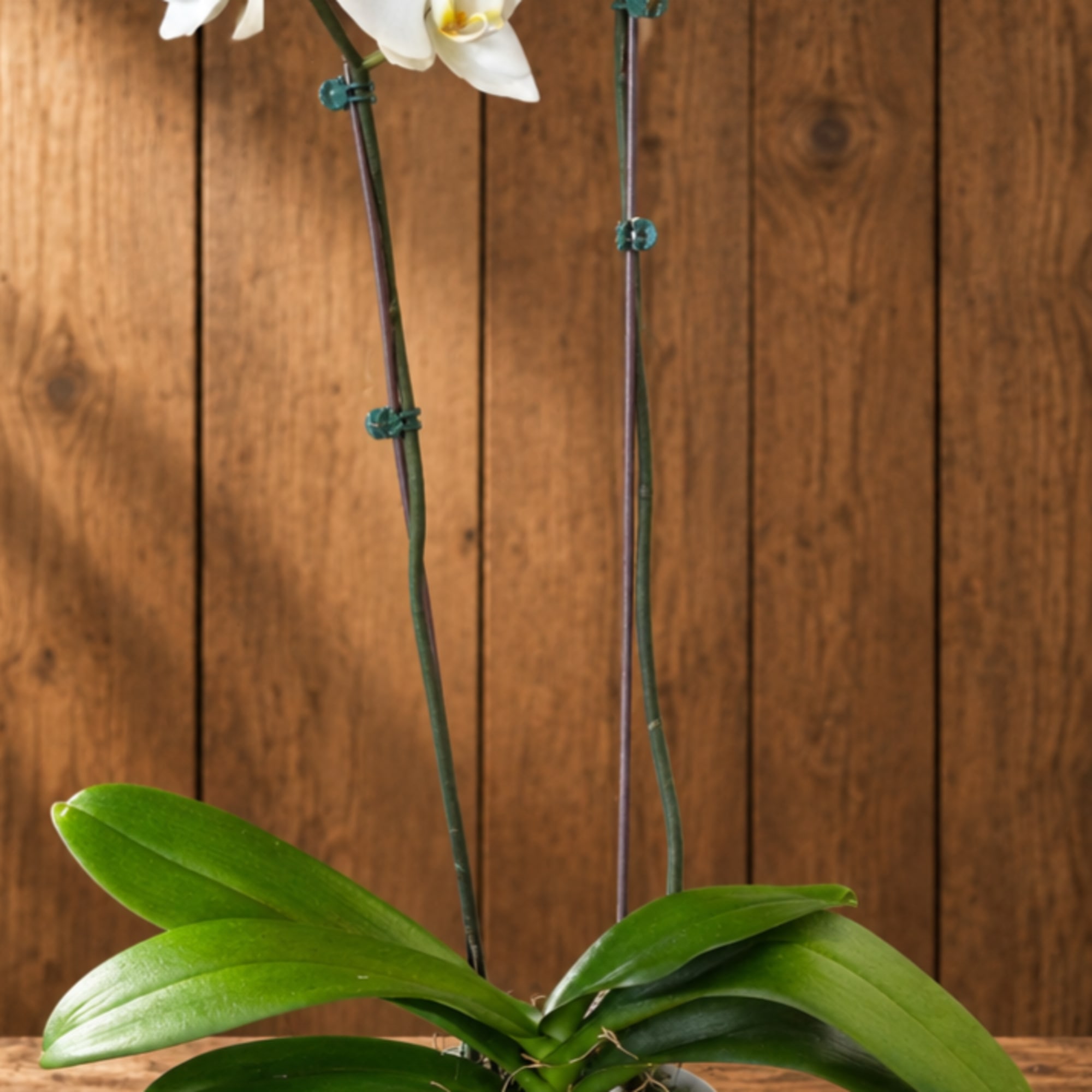 White orchid plant in a white pot on a wooden surface