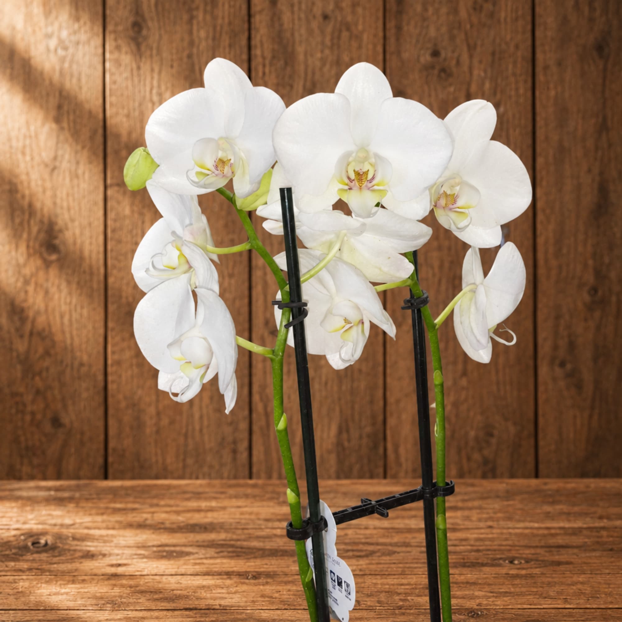 White orchid stems with blooms on a wooden surface
