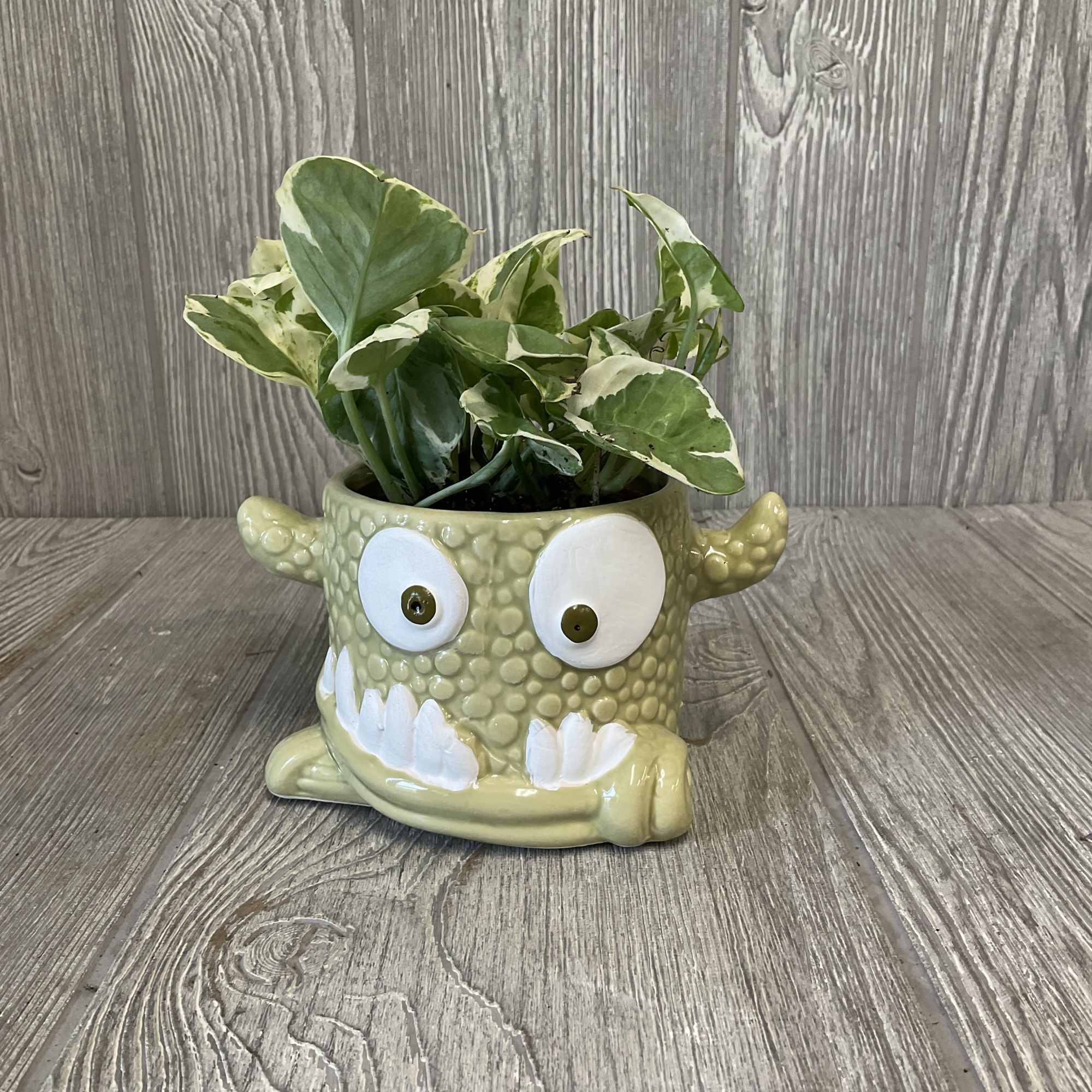 Variegated potted plant in a novelty monster planter