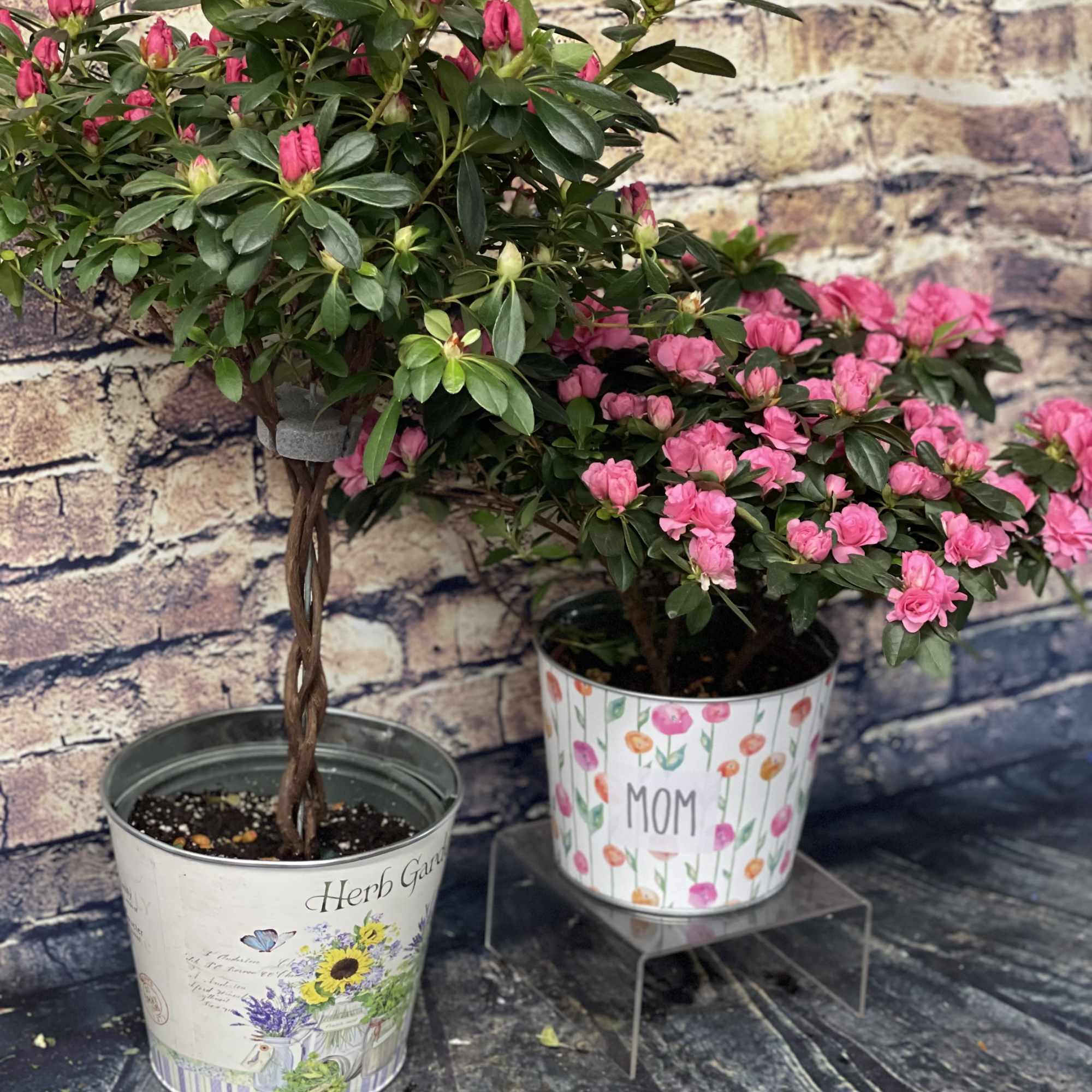 Two potted pink flowering plants in decorative containers