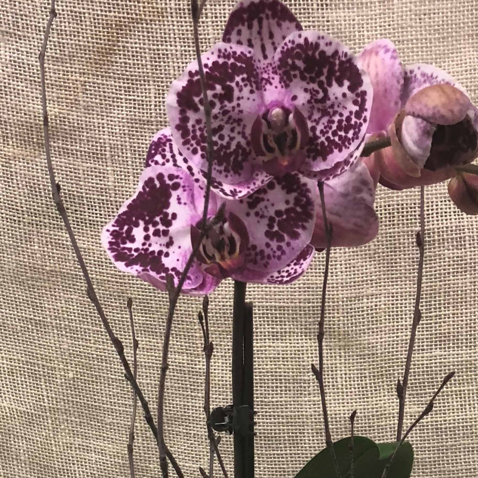 The exotic orchid, this thing of beauty gets more than its fair
