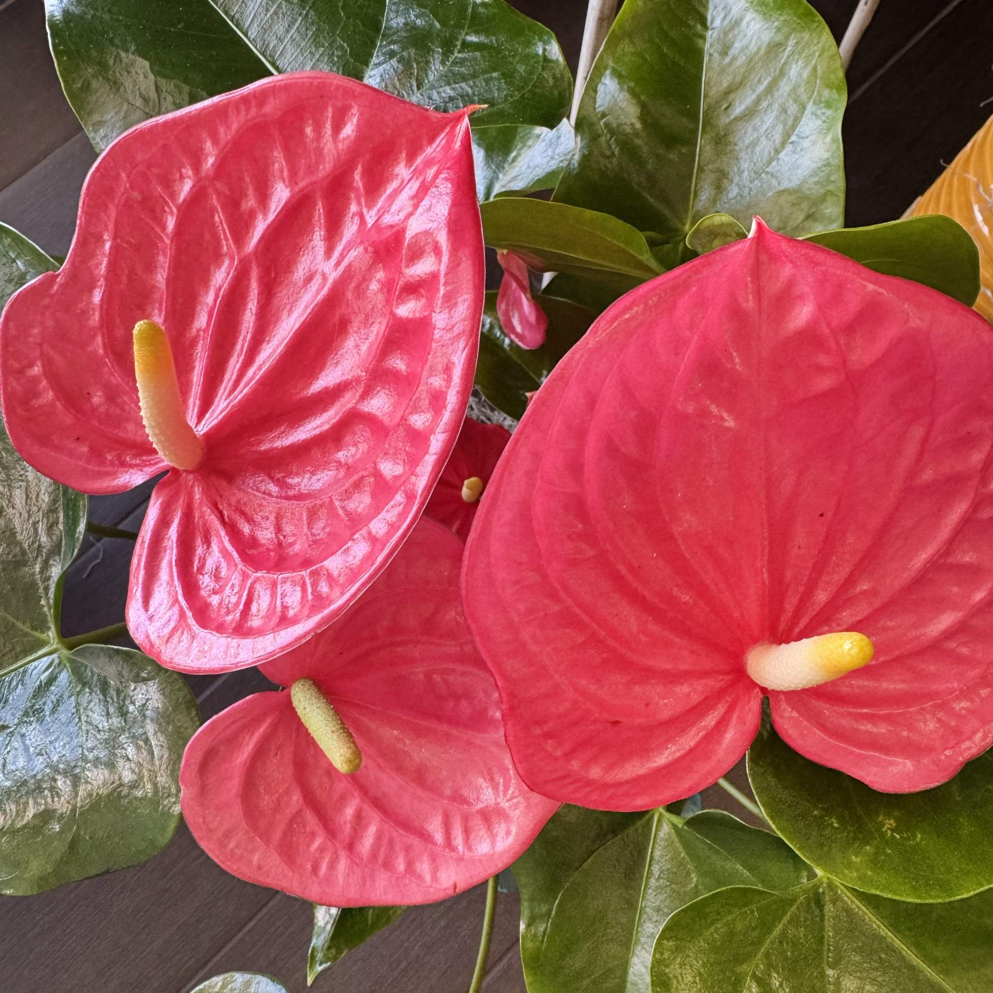 Enjoy a potted  pink anthurium plant in a yellow ceramic pot, photo 2 of 2
