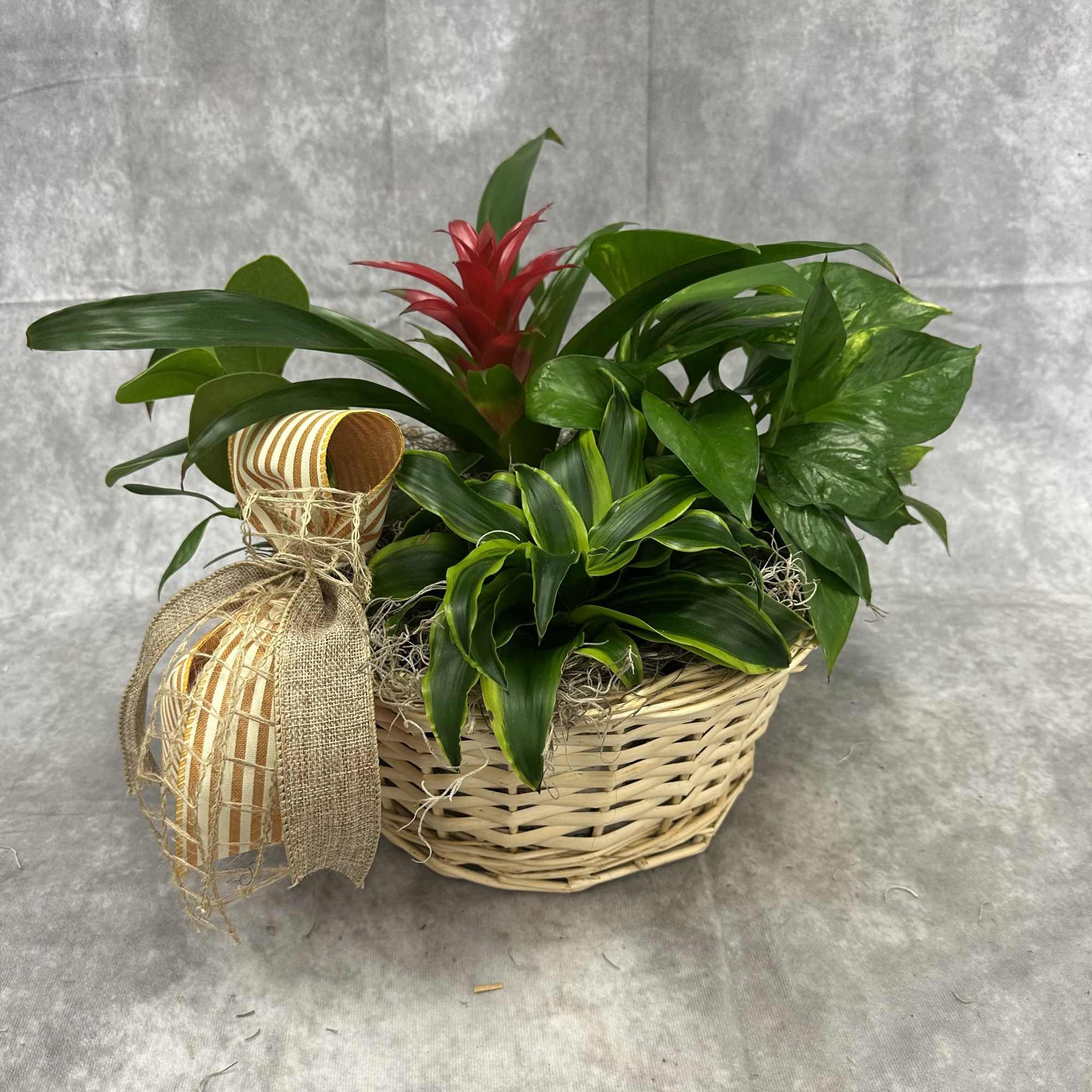 A beautiful, assorted mix of house plants for the home. 
Comes with, photo 3 of 3