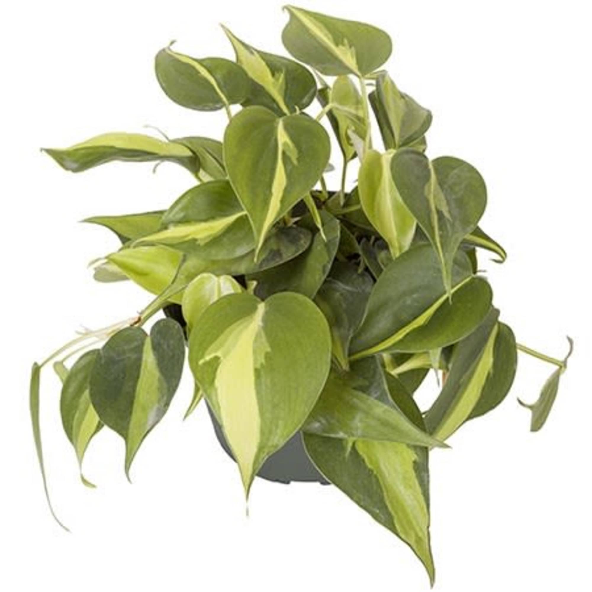 Potted green houseplant with heart-shaped variegated leaves