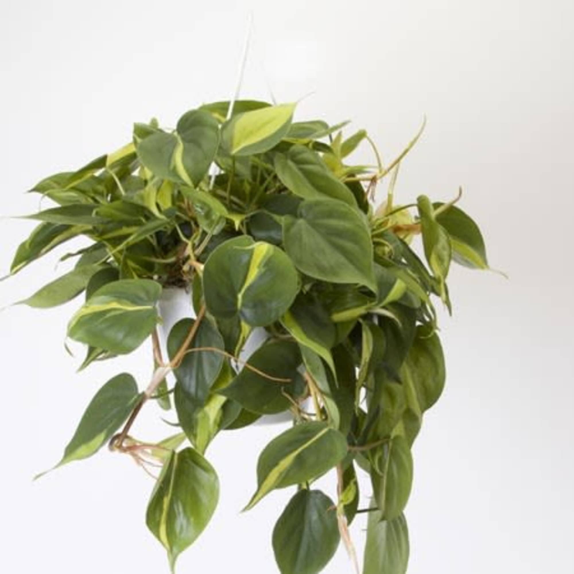 Hanging potted plant with trailing green and yellow variegated leaves