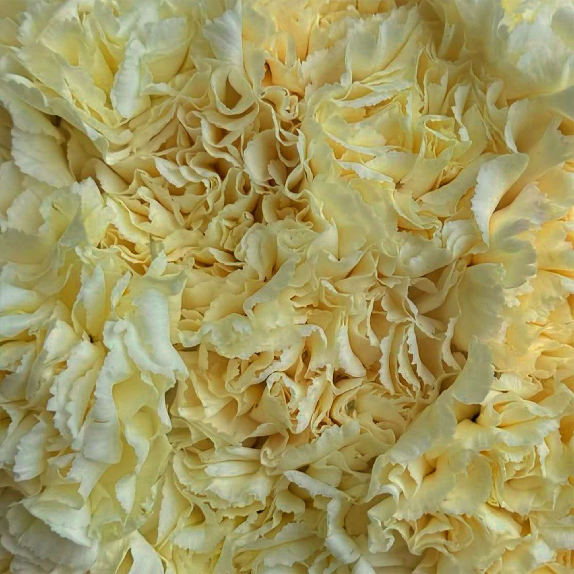 Close-up of pale yellow ruffled carnations