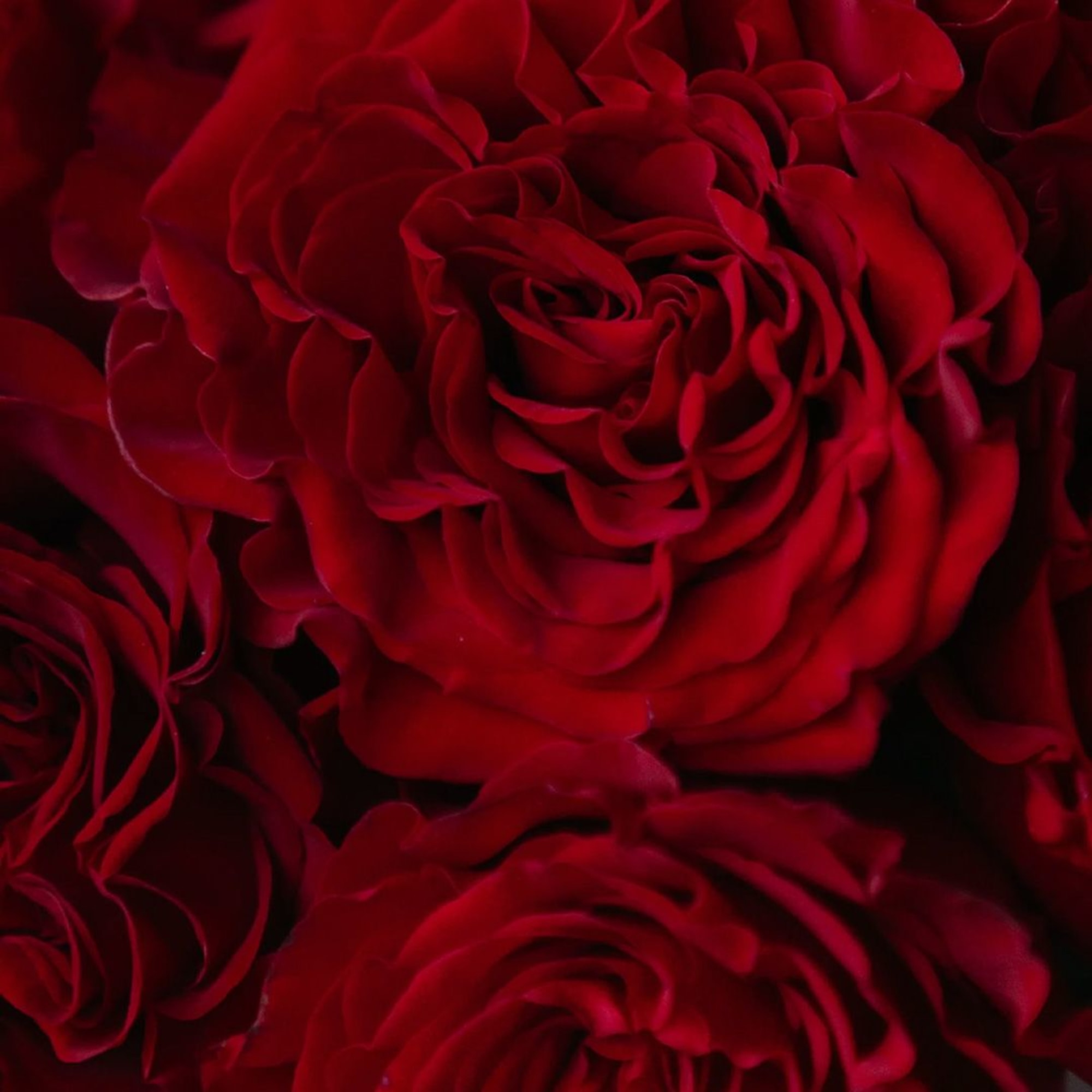 Close-up of deep red roses filling the frame