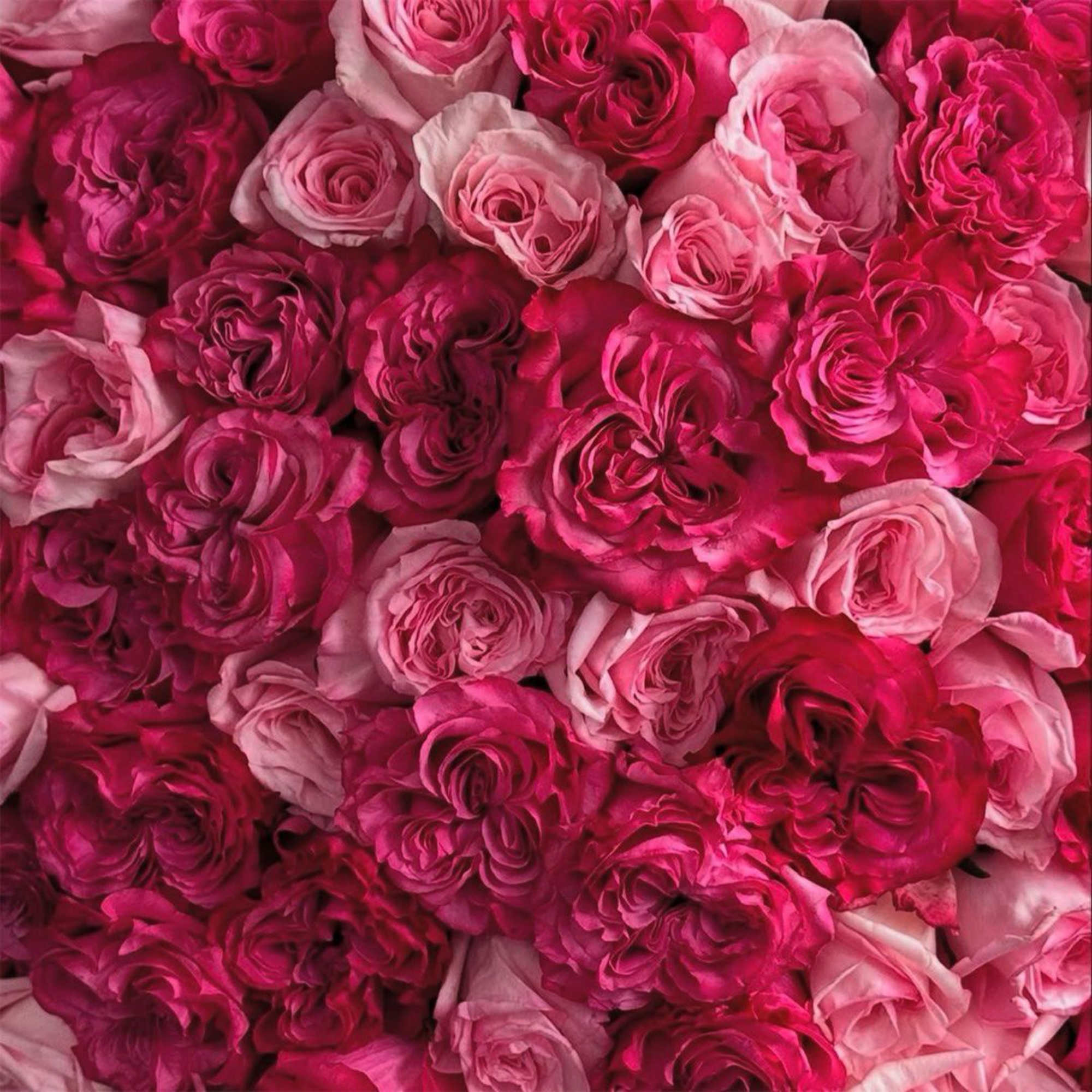 Dense cluster of pink and magenta roses filling the frame