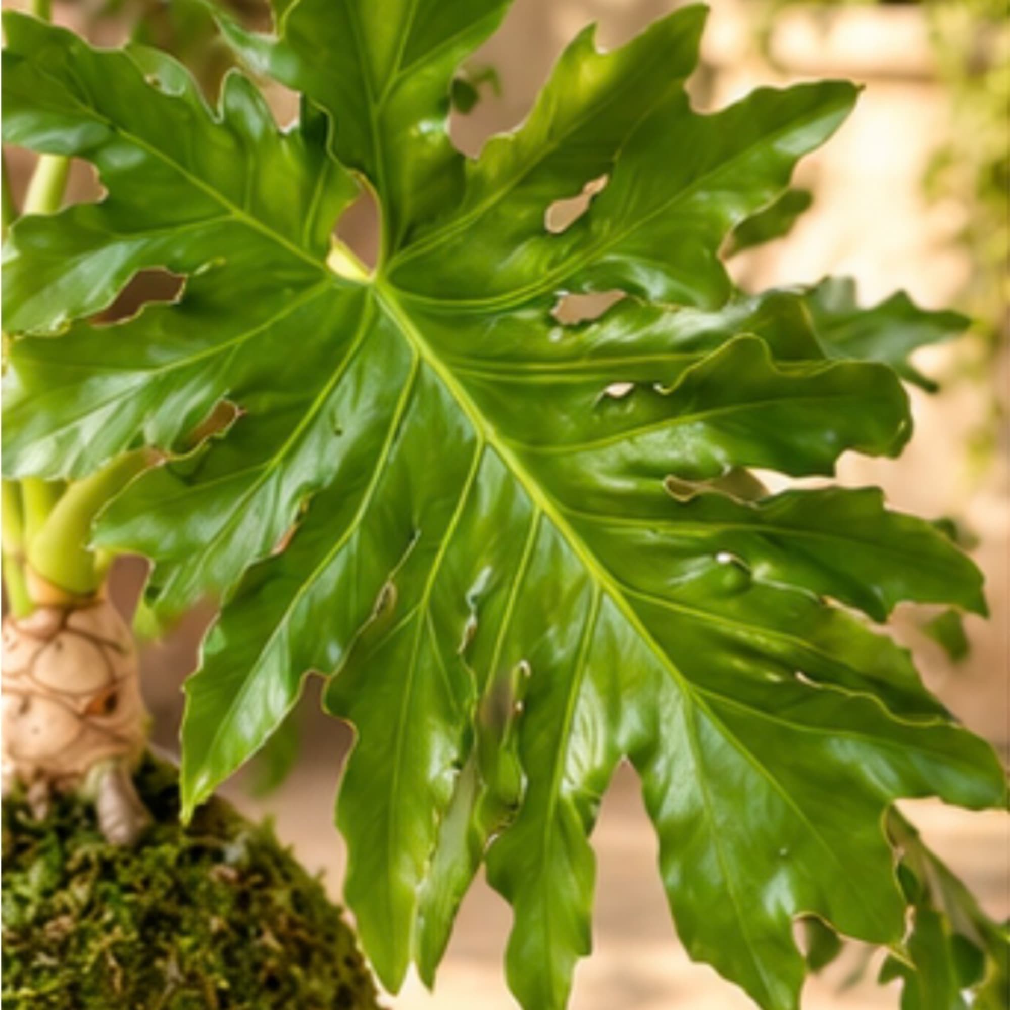 Close-up of a potted tropical plant with large glossy split leaves