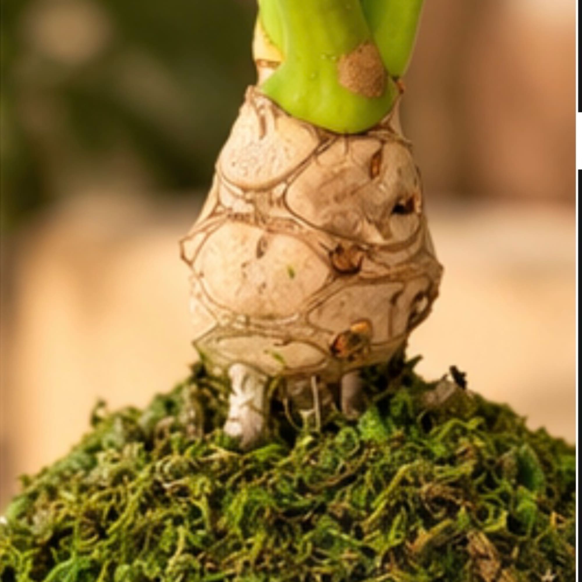 Close-up of a small potted plant with a textured trunk and mossy base