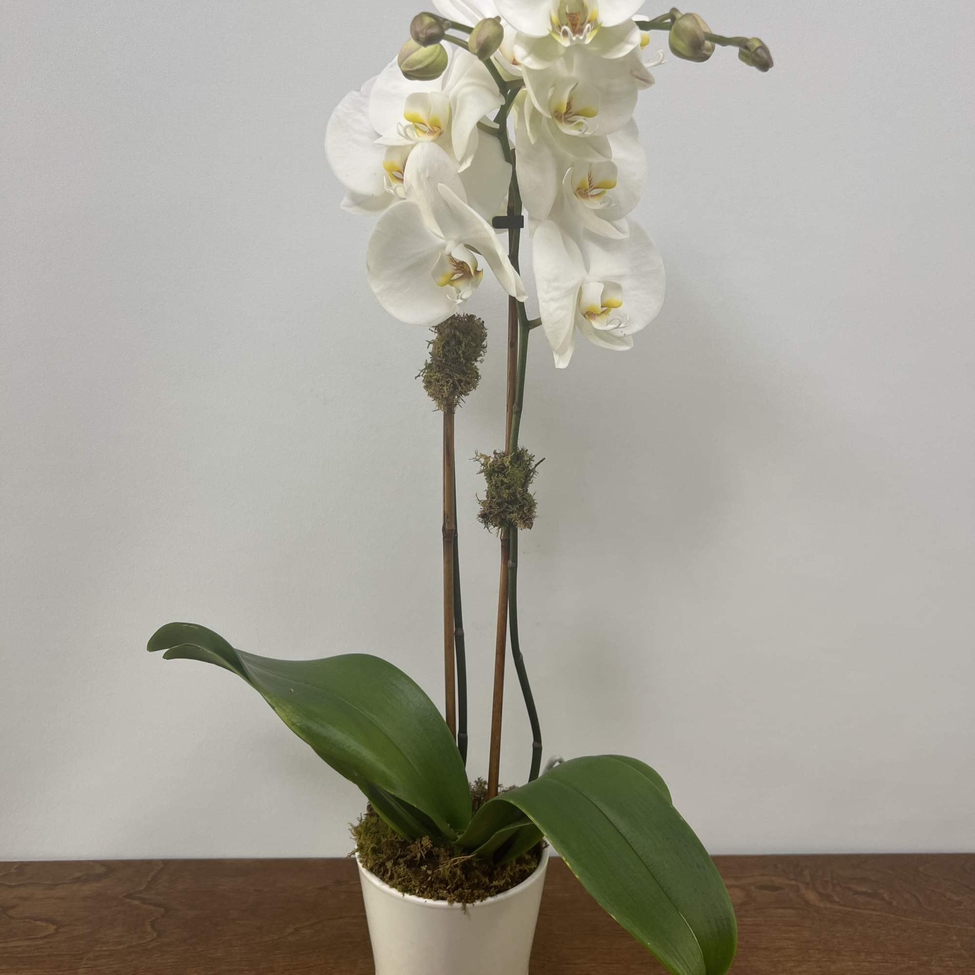 White orchid plant in a white pot with broad green leaves