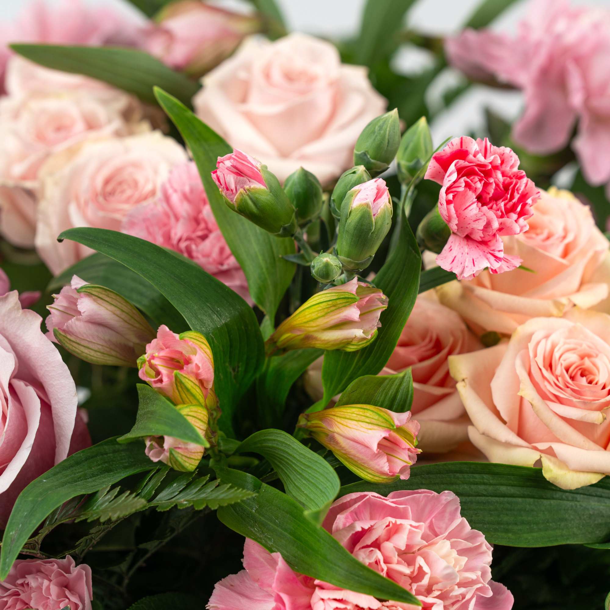 Pink roses and carnations with green foliage in a bouquet