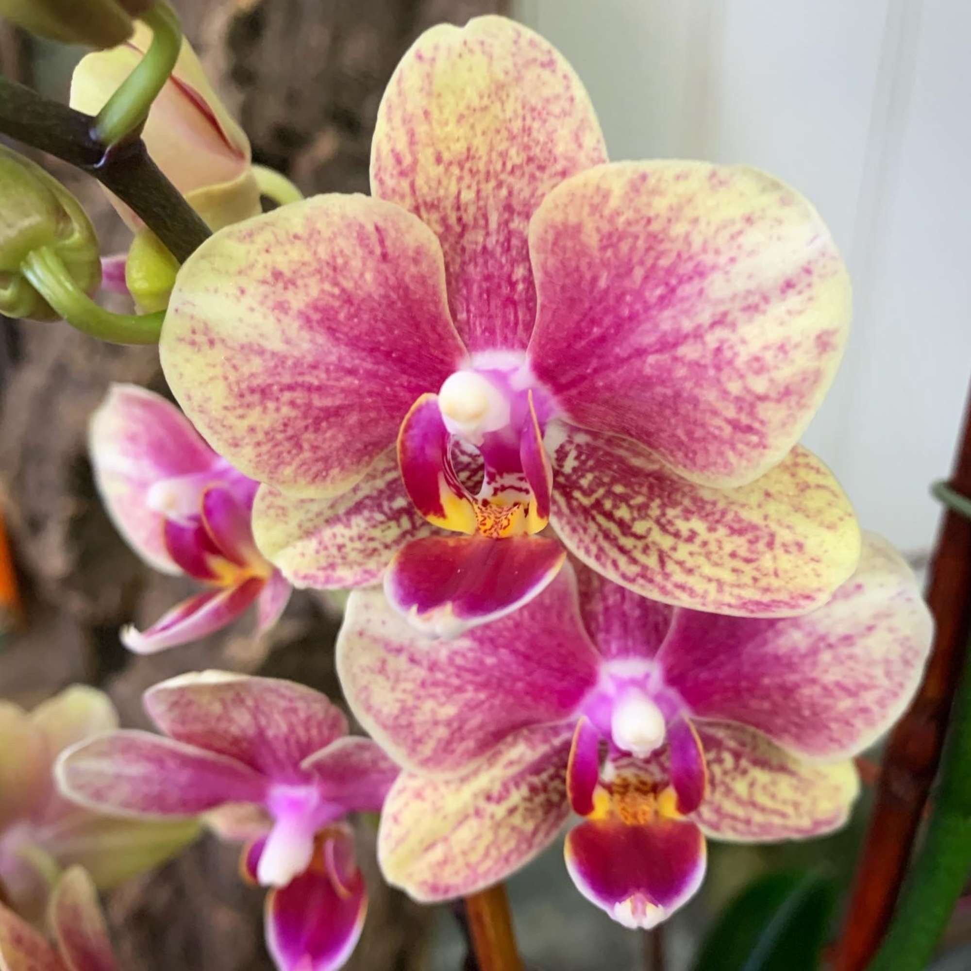 Close-up of pink and yellow orchids on a stem