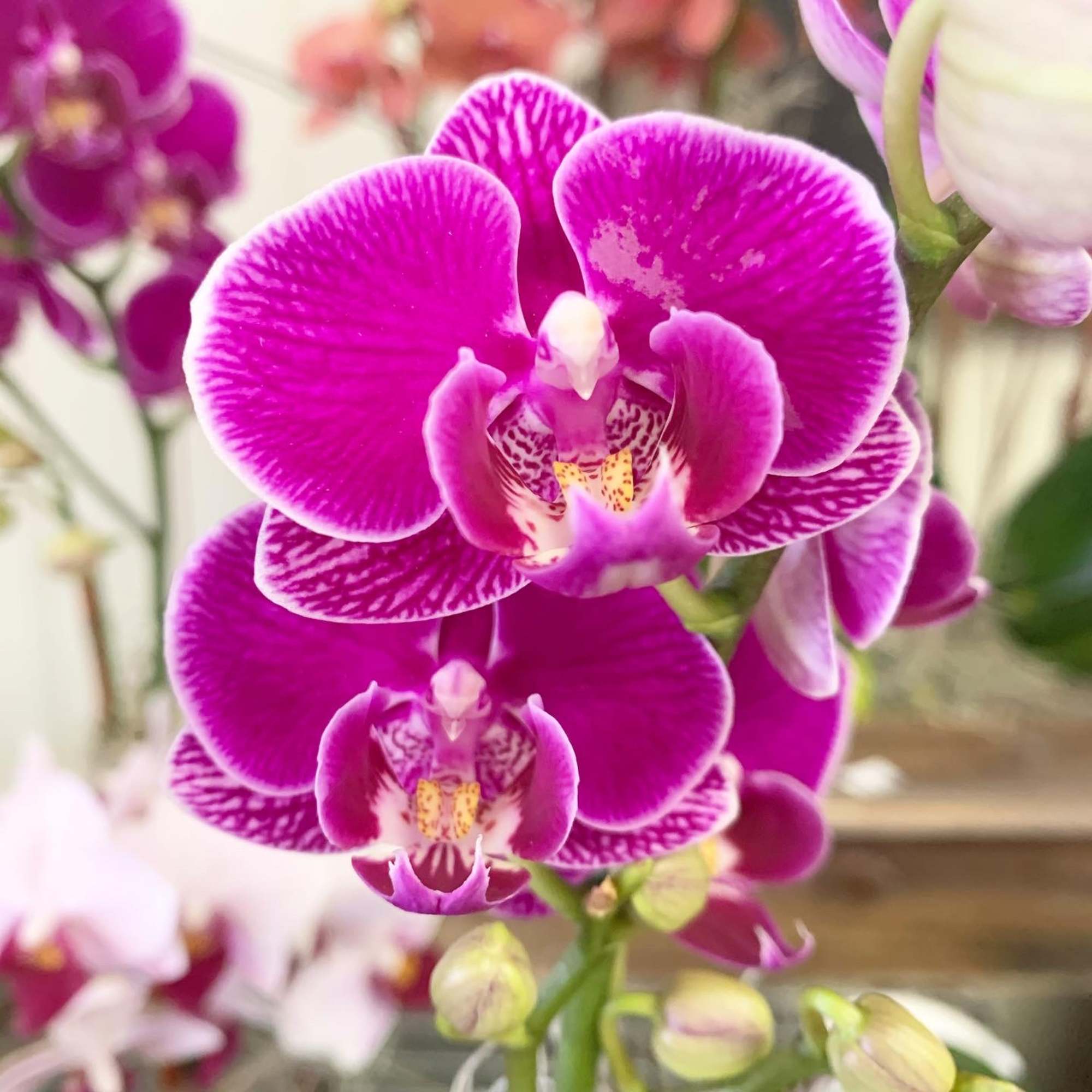 Close-up of bright pink orchid blooms with white accents