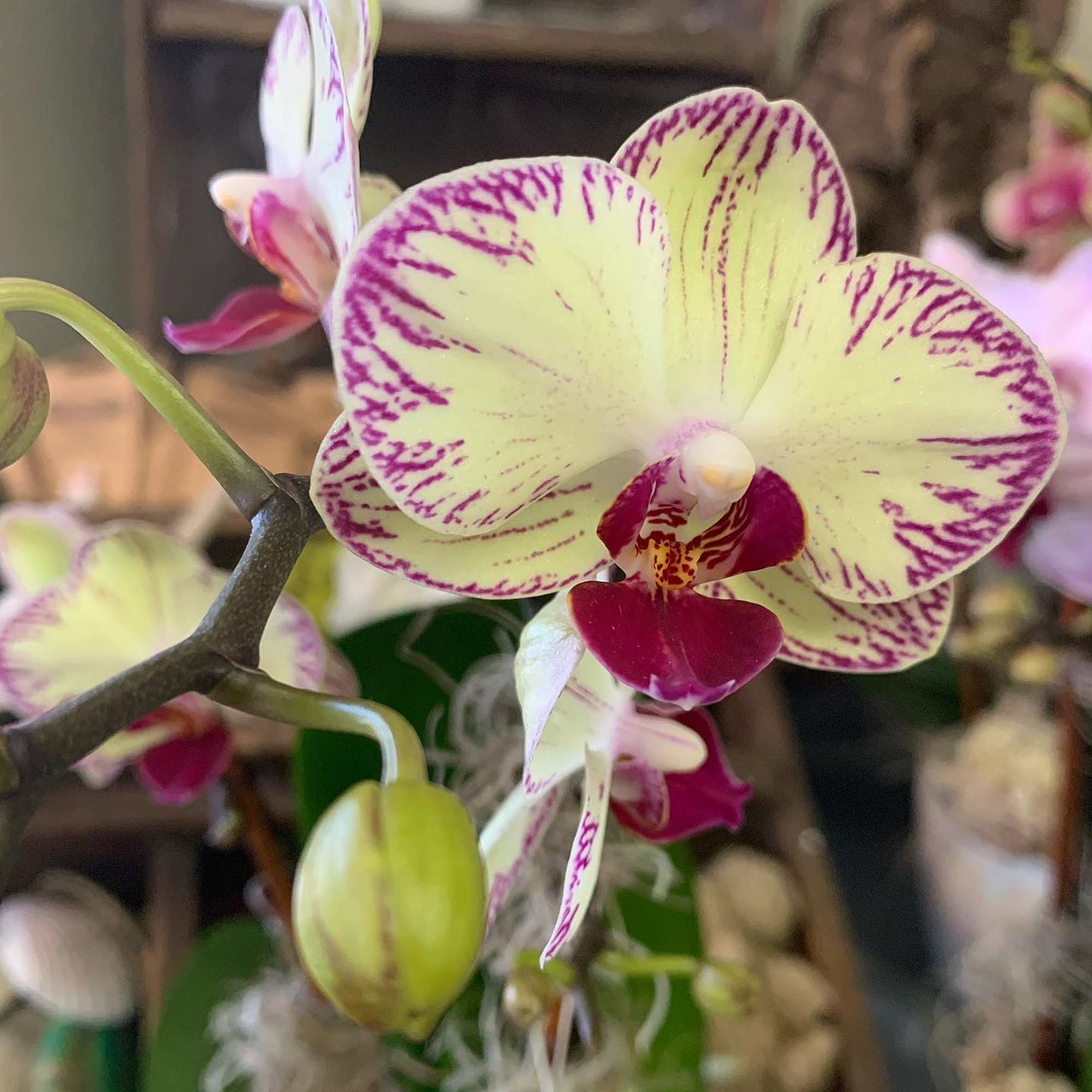 Close-up of a purple-and-cream orchid bloom with buds