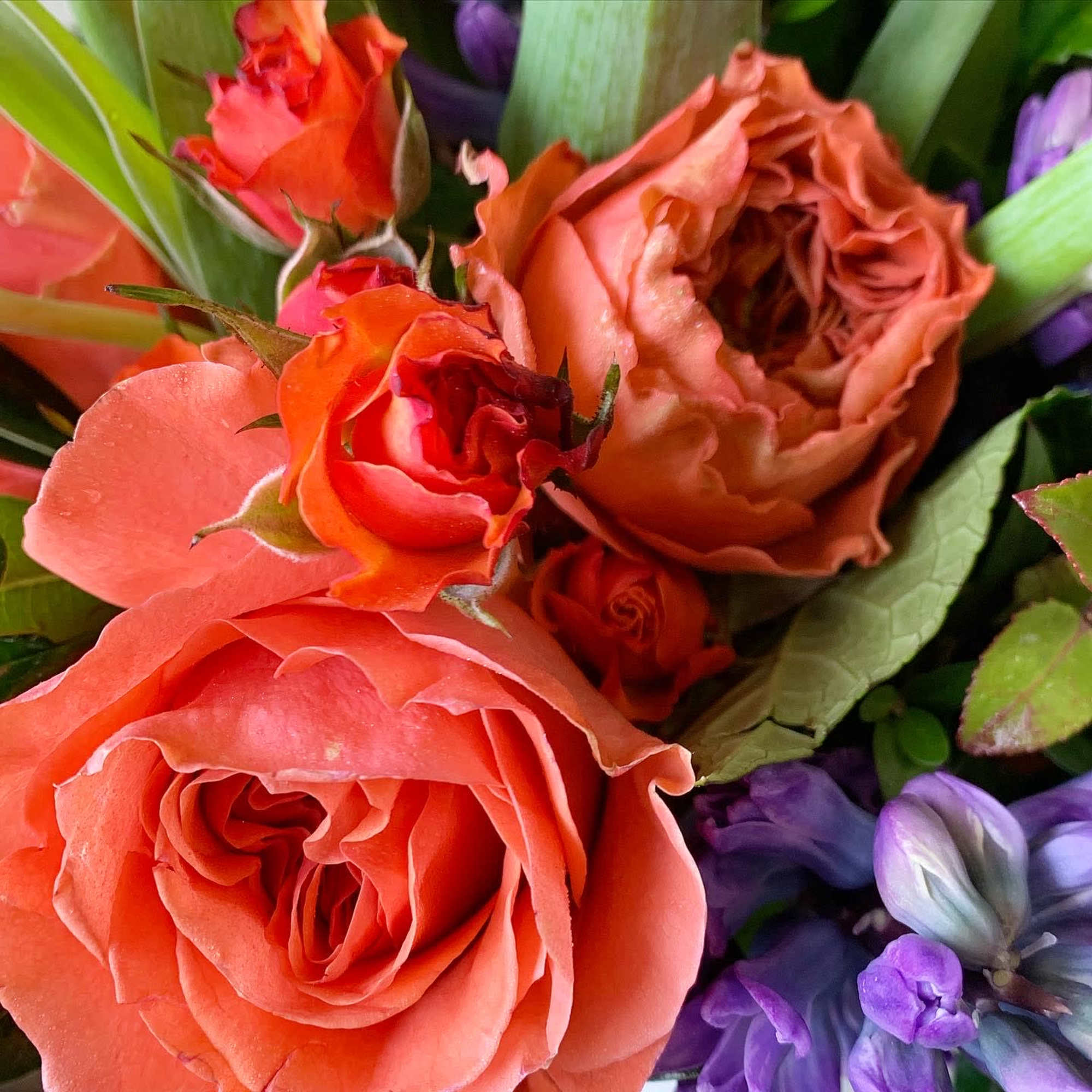 Close-up bouquet of coral roses and purple flowers