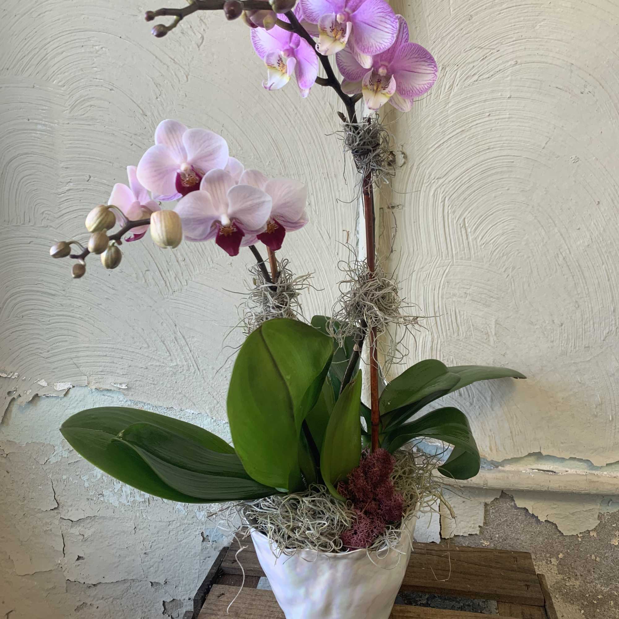 Potted orchid arrangement with pink blooms in a white ceramic pot