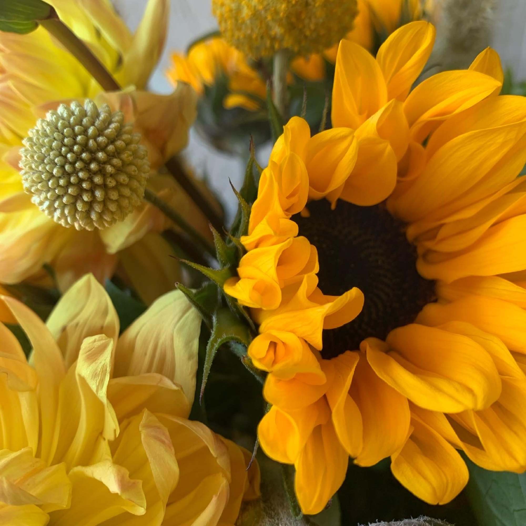 The sun is pretty great, but sunflowers are the greatest. Let&rsquo;s prove, photo 2 of 3