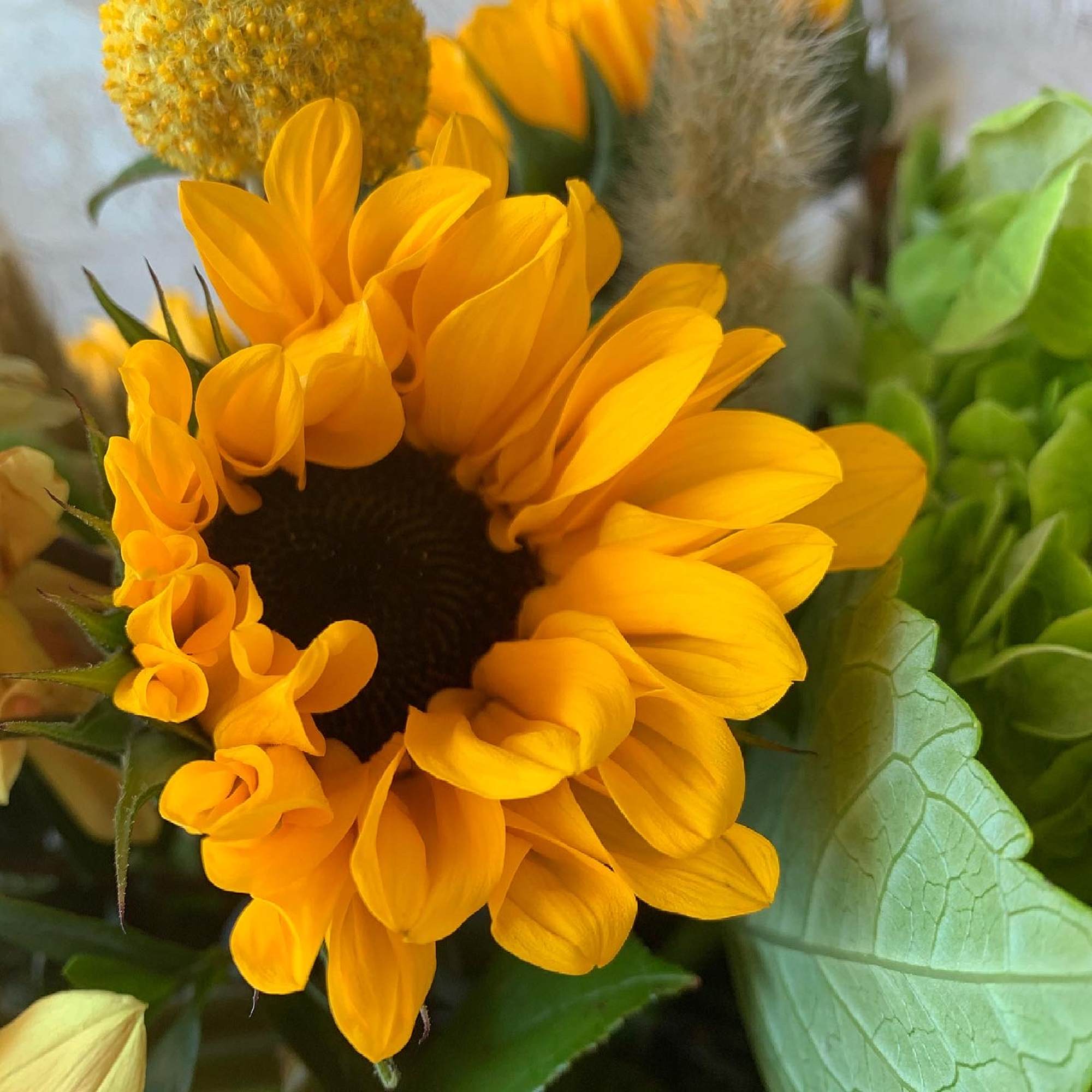 The sun is pretty great, but sunflowers are the greatest. Let&rsquo;s prove, photo 3 of 3