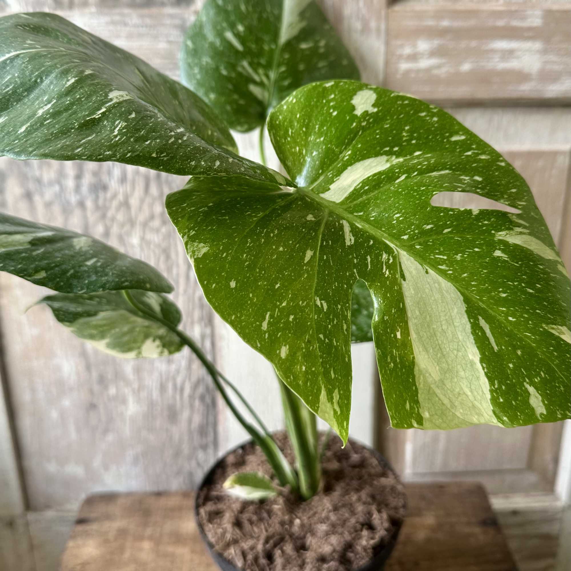 Variegated monstera plant in a black pot