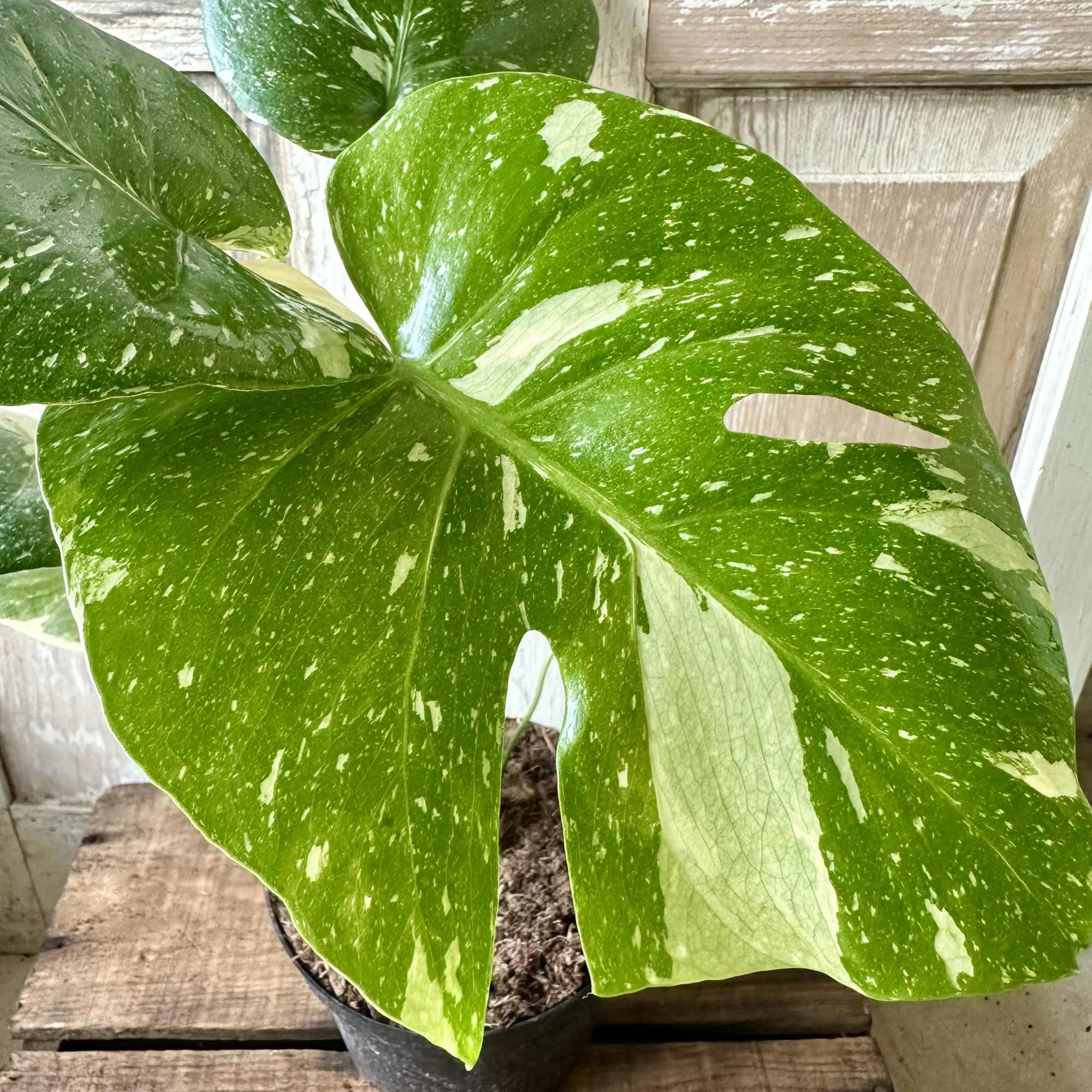 Potted variegated monstera plant with large split leaves