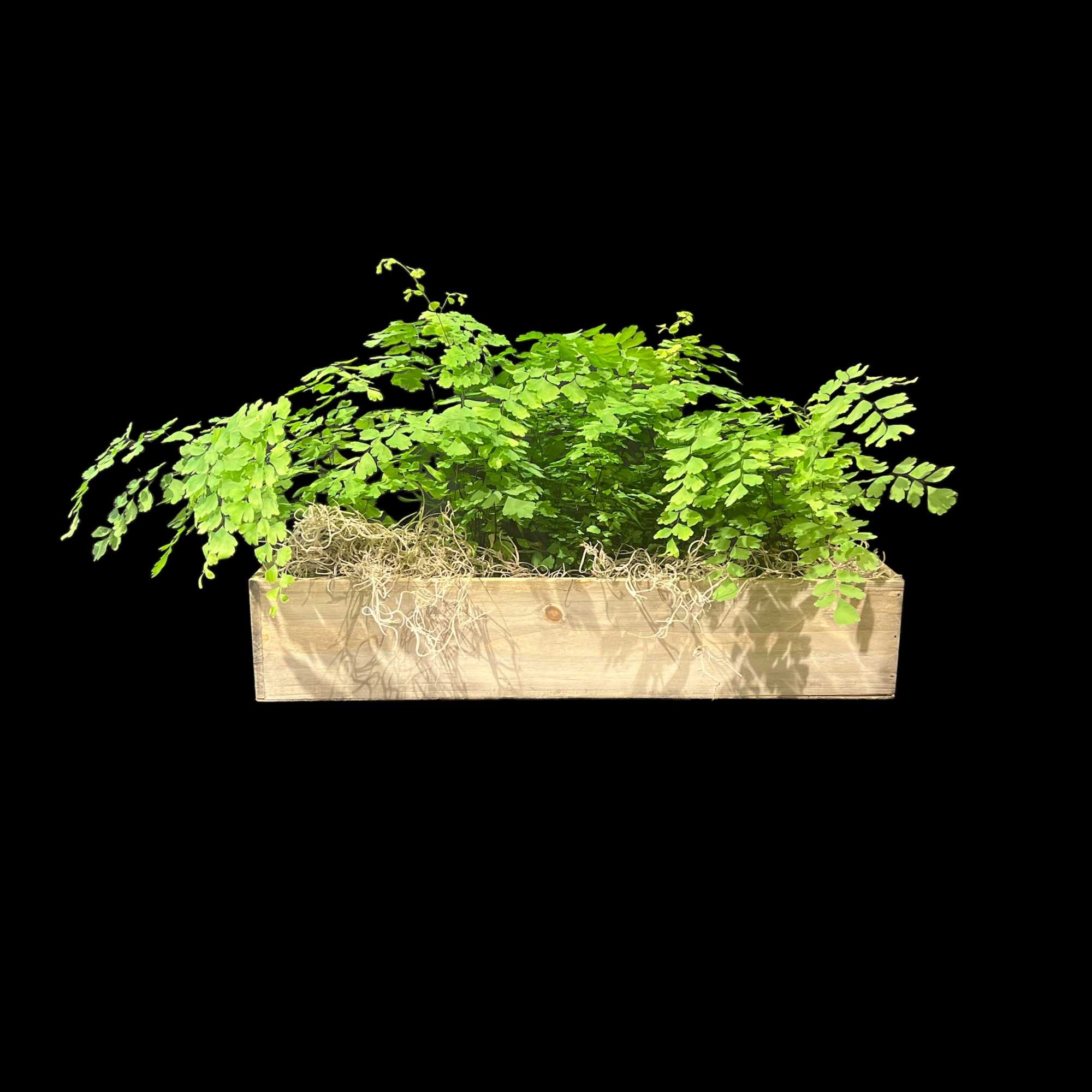 Green fern arrangement in a rectangular wooden planter