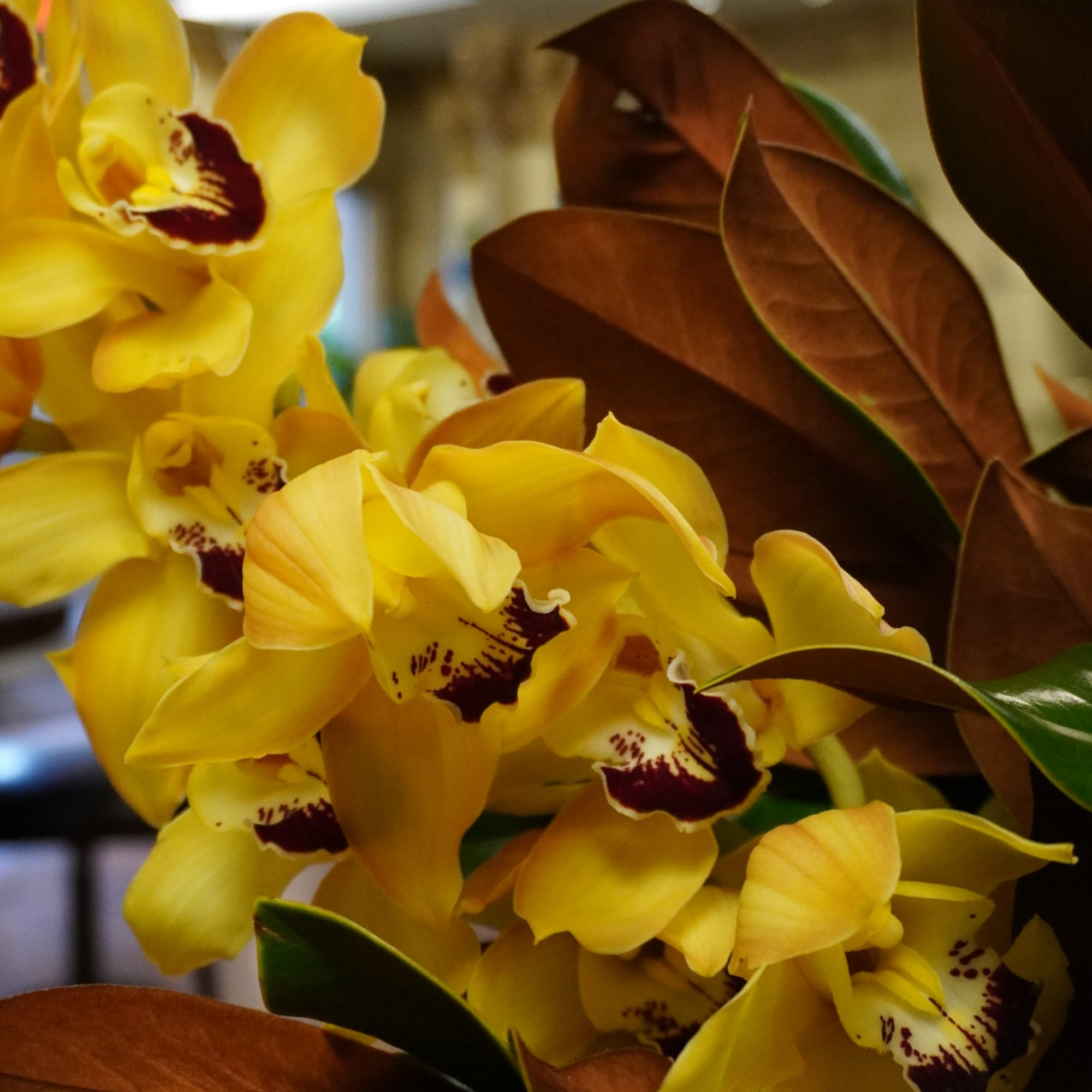 Yellow orchids with dark centers and broad brown leaves