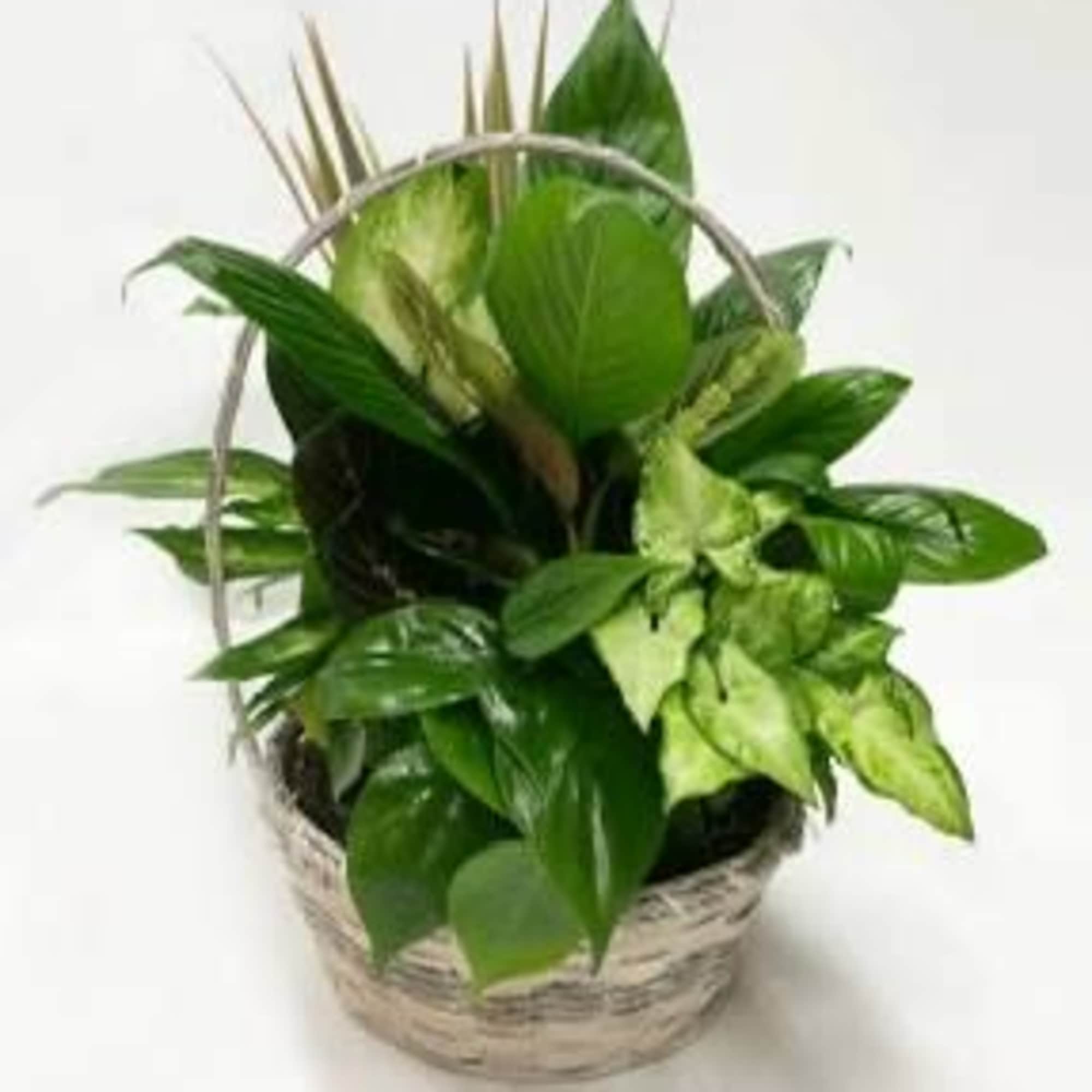 Basket arrangement of assorted green plants