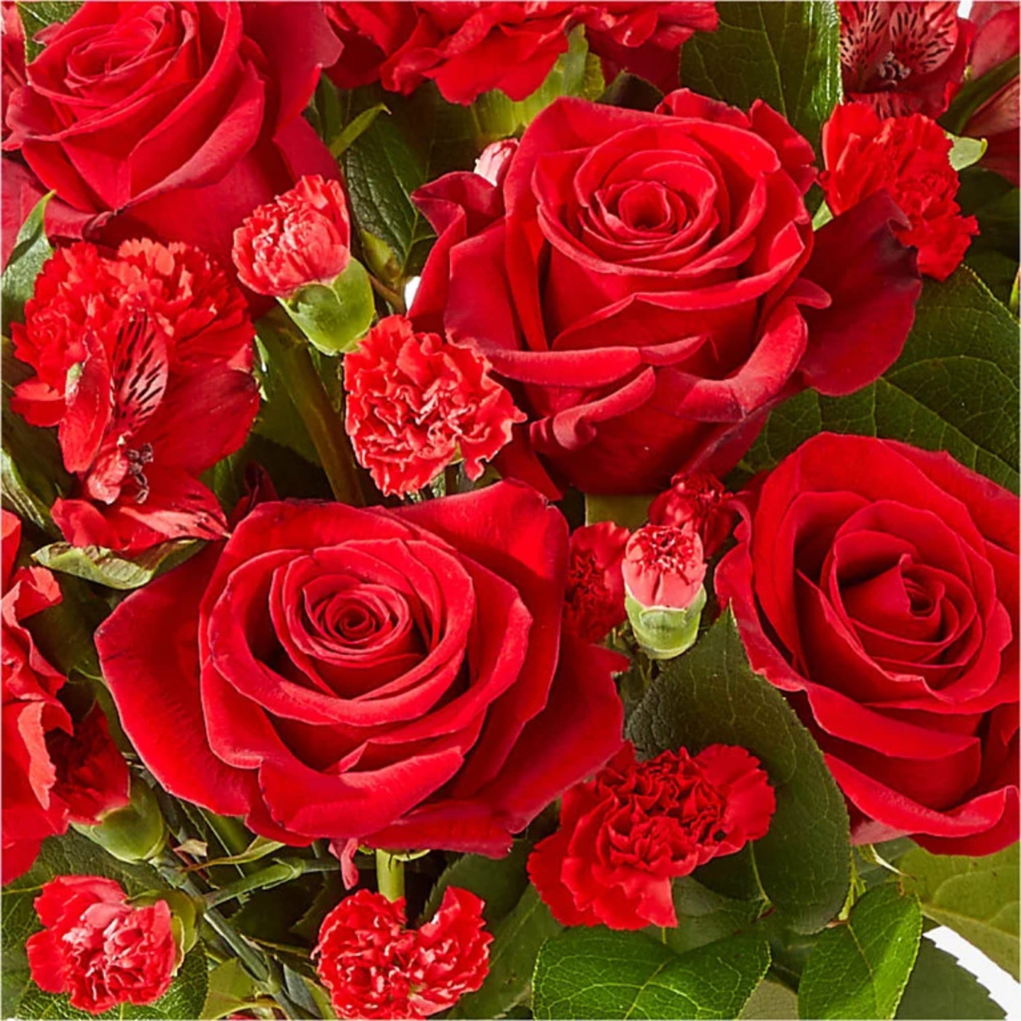 Close-up bouquet of red roses and red carnations